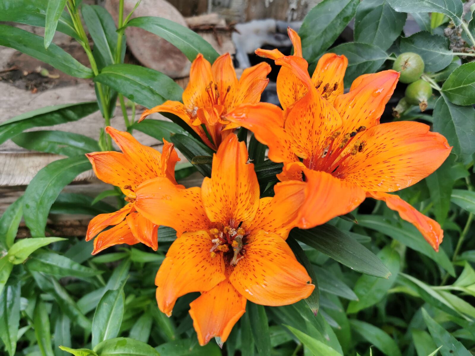 HUAWEI P30 Pro sample photo. Flower, blume, plants photography