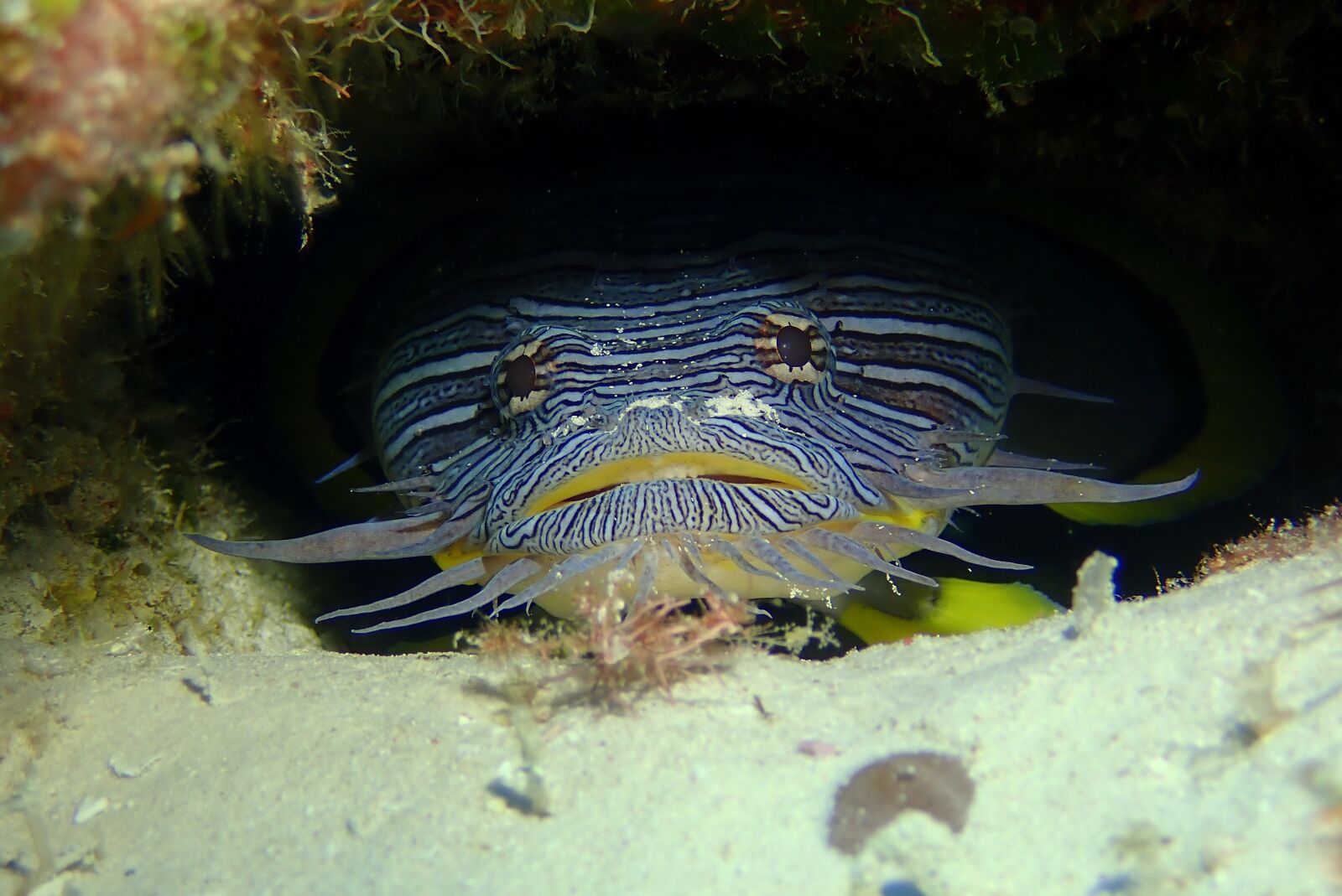 Olympus TG-5 sample photo. Toe, fish, underwater photography