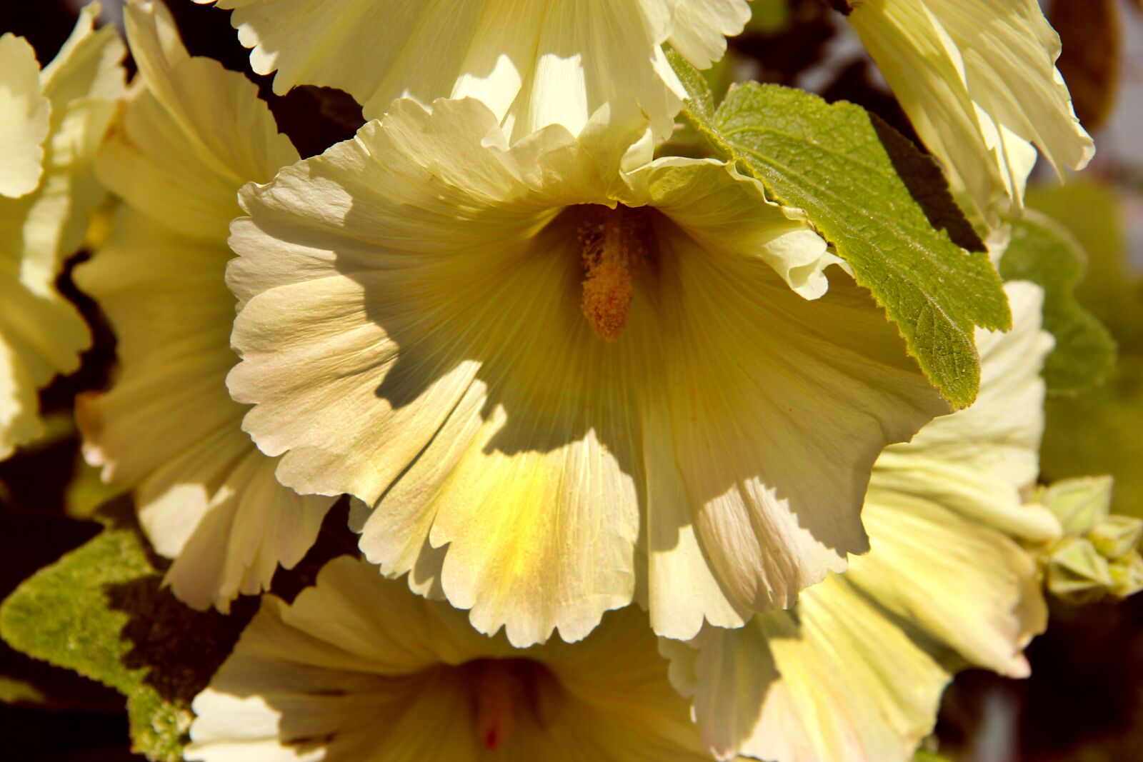 Canon EOS 550D (EOS Rebel T2i / EOS Kiss X4) sample photo. Flowers, hollyhocks, bloom photography