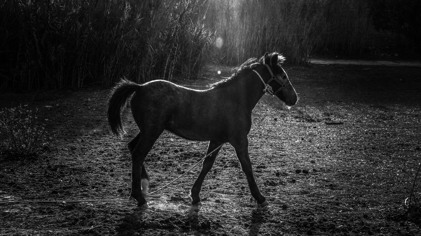 Canon PowerShot SX400 IS sample photo. Horse, meadow, countryside photography