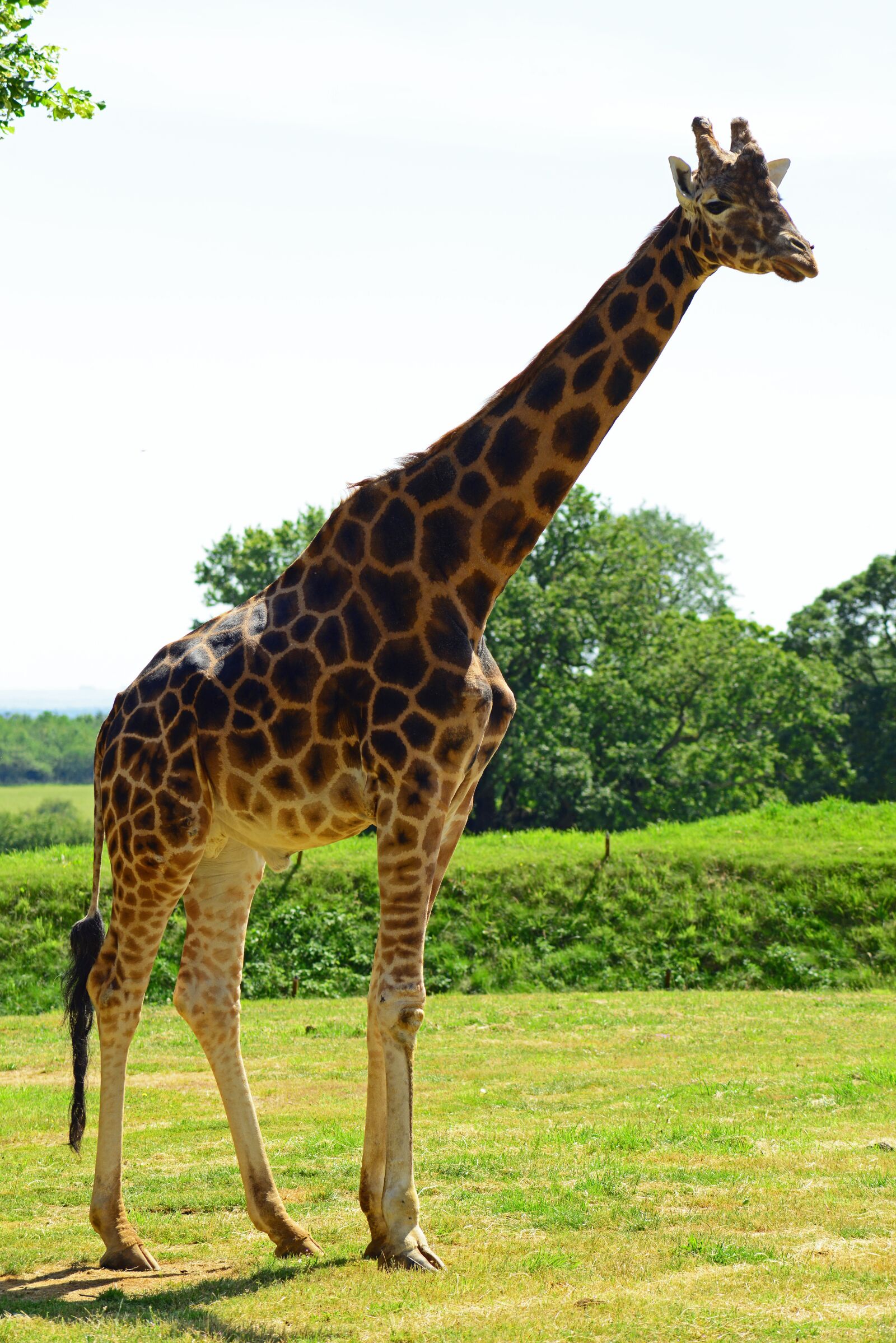 Nikon D800 sample photo. Giraffe, mammal, rothschild's photography