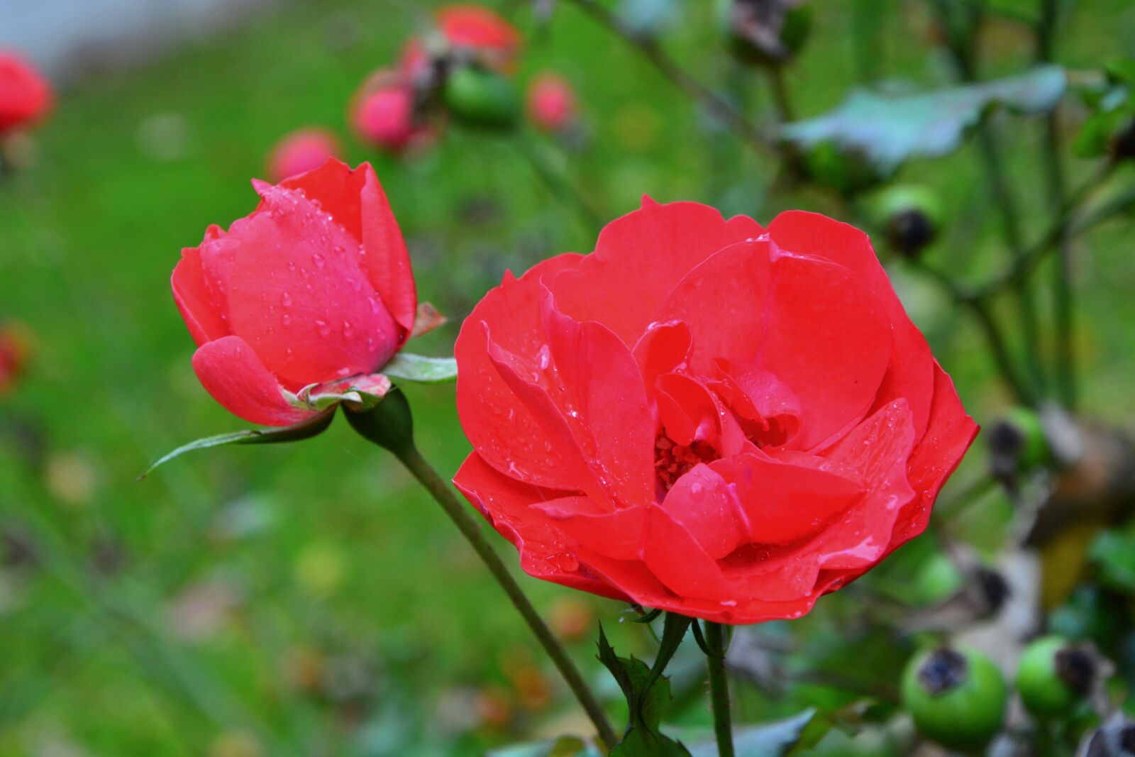 Nikon D5200 sample photo. Pink, red rose, rosebush photography