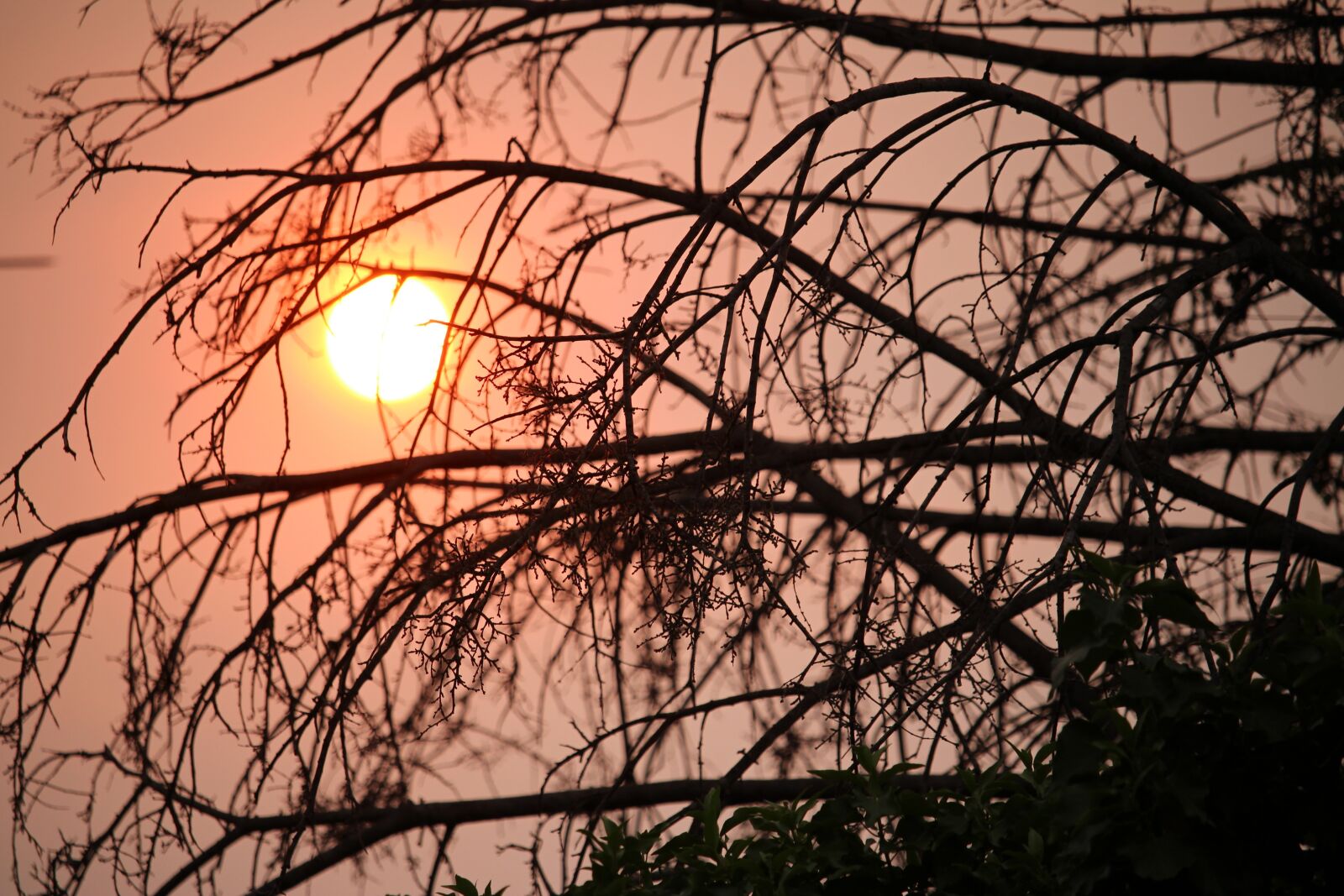 Canon EF-S 55-250mm F4-5.6 IS STM sample photo. Sunset, trees, sky photography