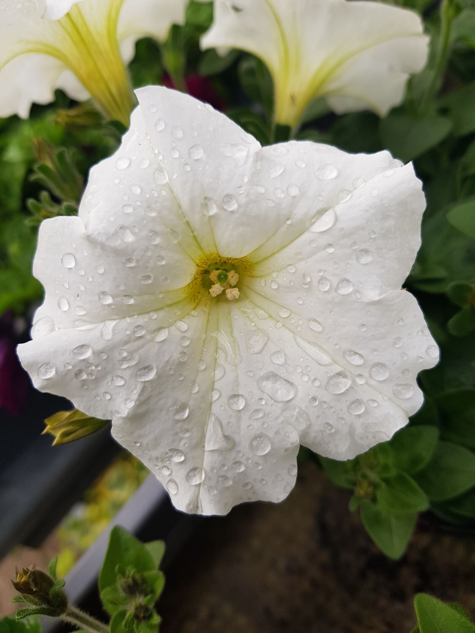 Samsung Galaxy S8 sample photo. Petunia, flower, close up photography