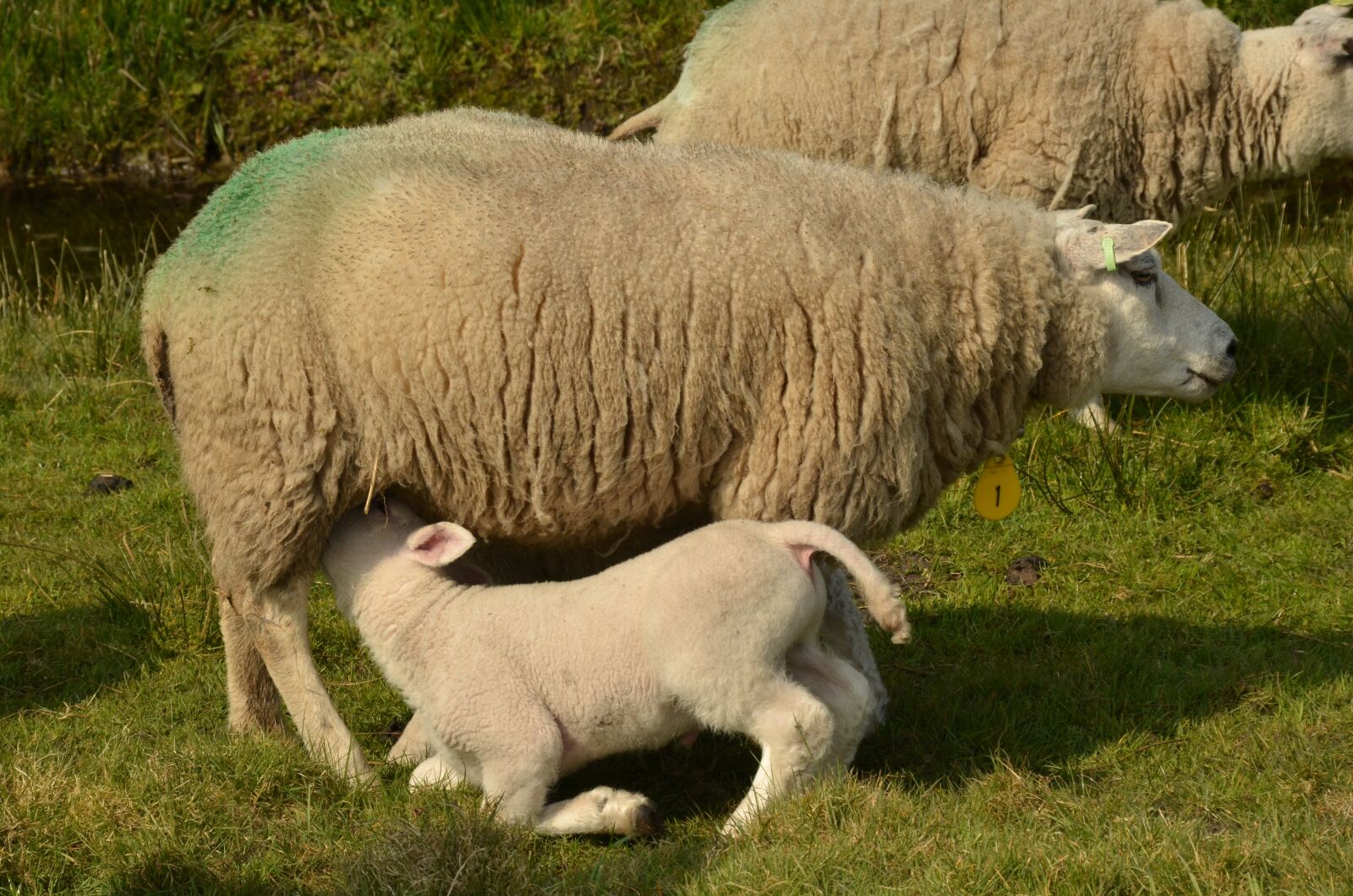 Nikon D7000 sample photo. Animal, mammal, sheep photography