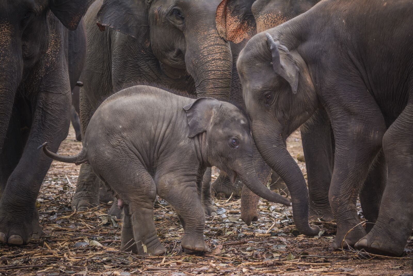 Nikon D5200 sample photo. Baby elephant, elephant, sri photography