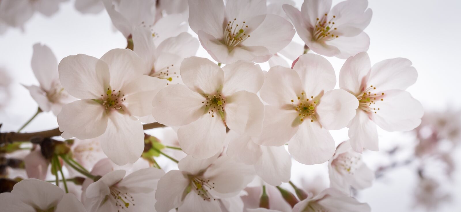 Sony Alpha NEX-5N sample photo. Cherry blossom, spring, wood photography
