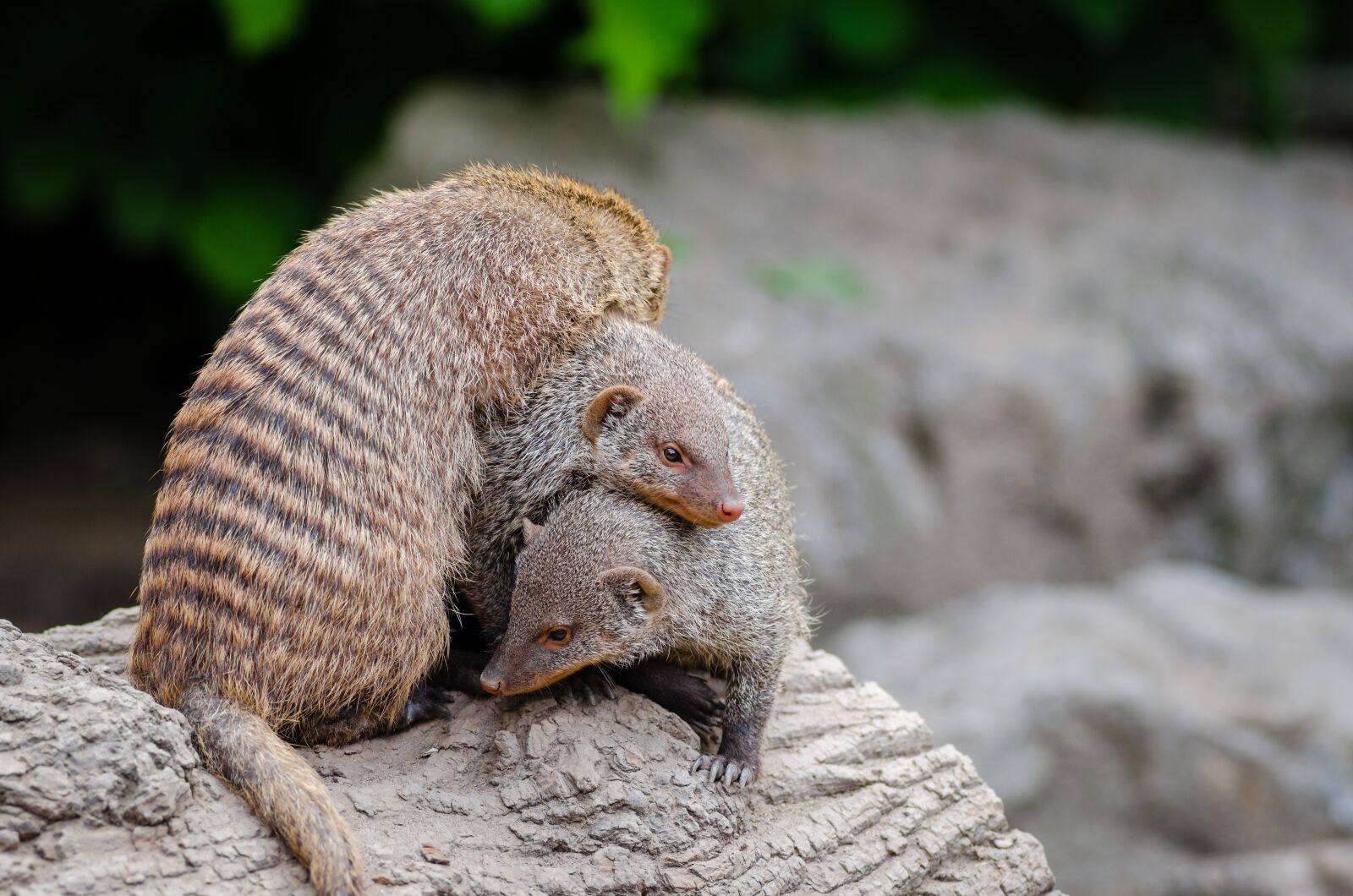 Nikon D7000 sample photo. Animal, macro, mongoose photography