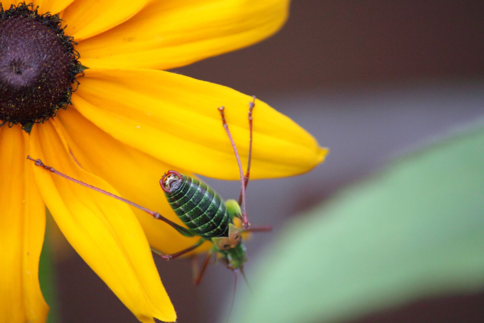 Canon EOS 500D (EOS Rebel T1i / EOS Kiss X3) sample photo. Insect, nature, beetle photography