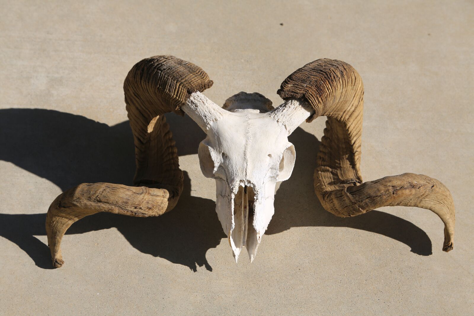 Canon EF 24-105mm F4L IS USM sample photo. Skull, mammal, horn photography