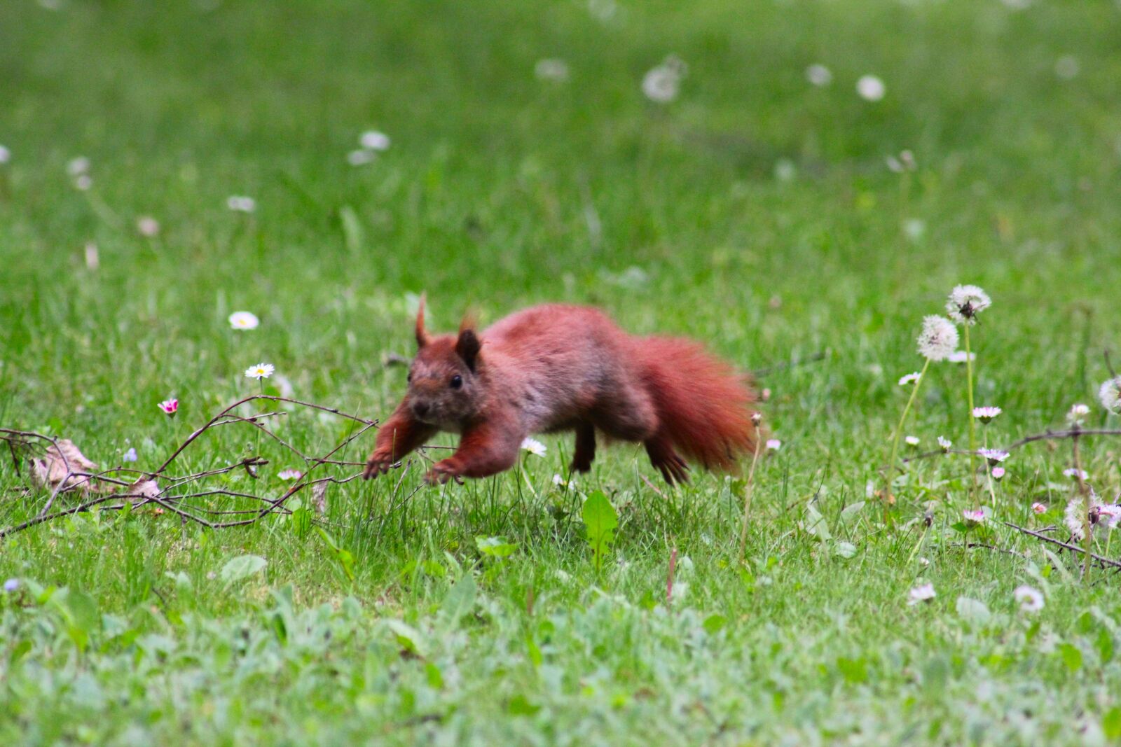Canon EOS 550D (EOS Rebel T2i / EOS Kiss X4) sample photo. Eurasian squirrel, nature, animal photography