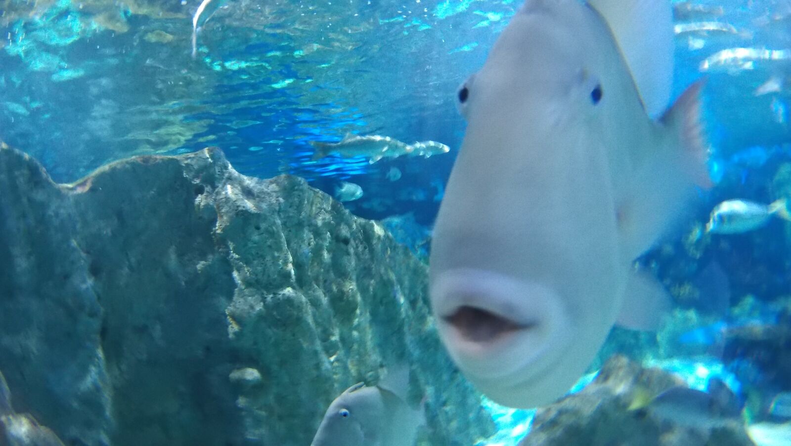HTC RE sample photo. Fish, kiss fish, aquarium photography