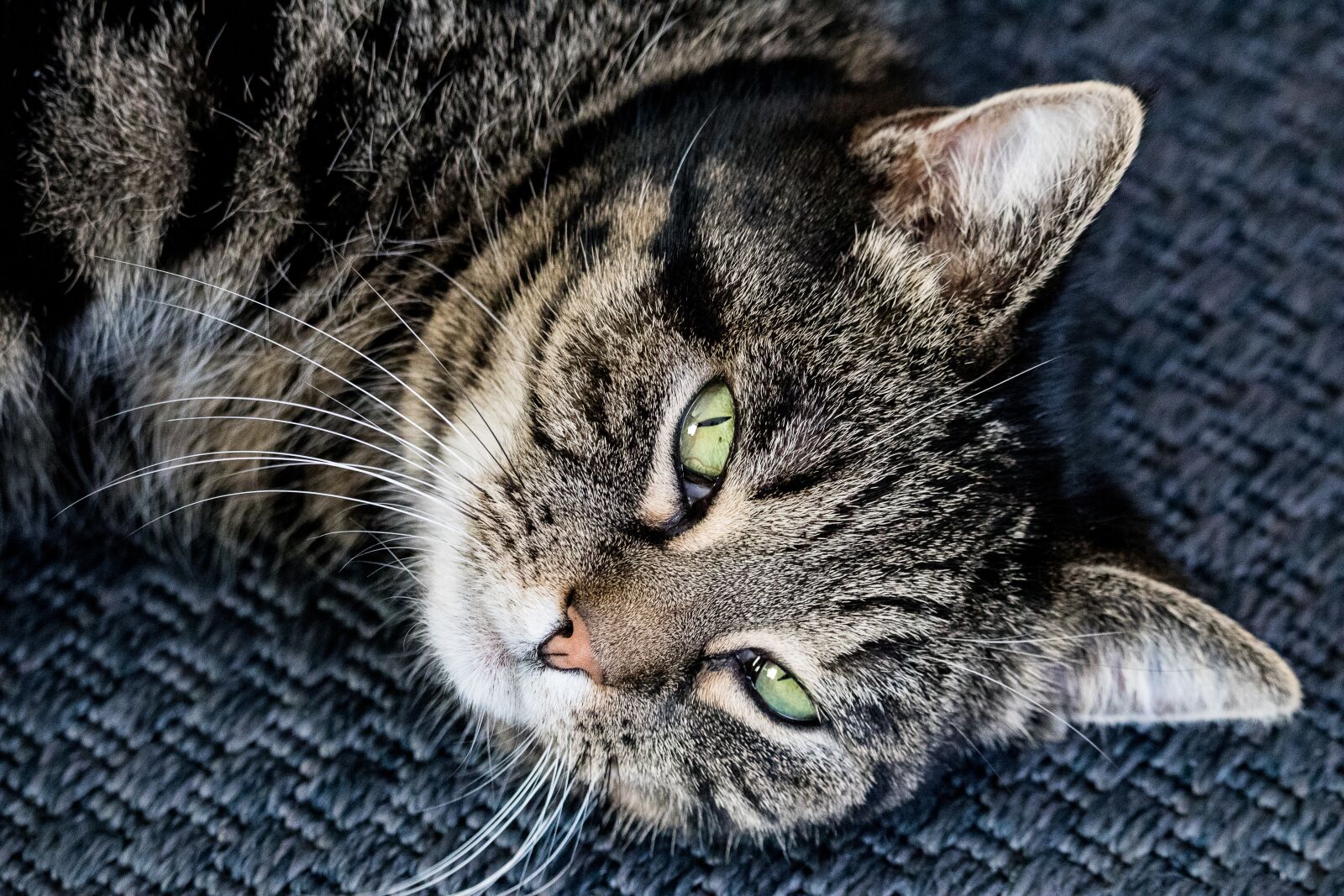 Canon EF-S 55-250mm F4-5.6 IS STM sample photo. Cat, mammal, animal photography
