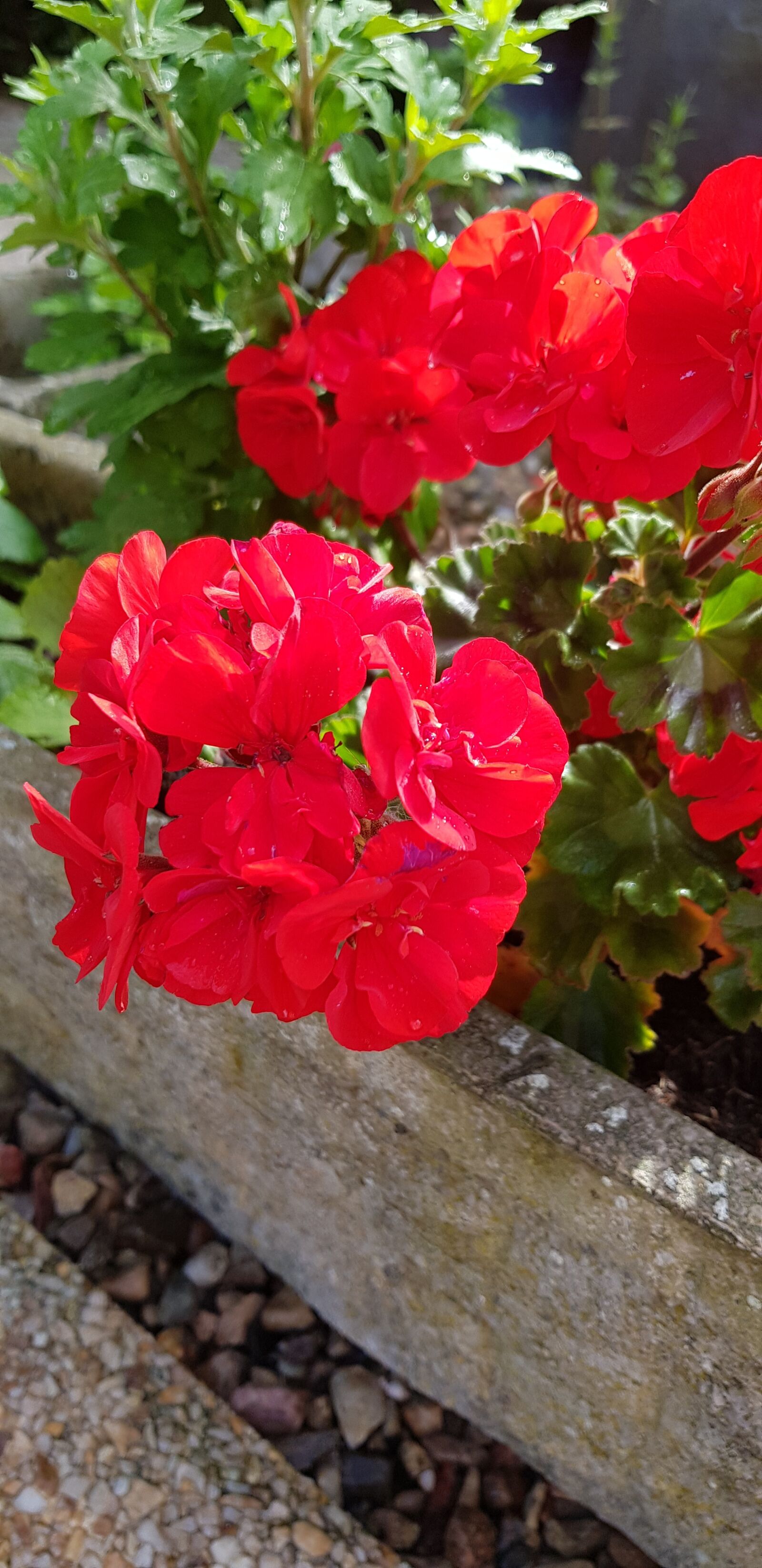 Samsung Galaxy S8 sample photo. Red, geraniums, flowers photography