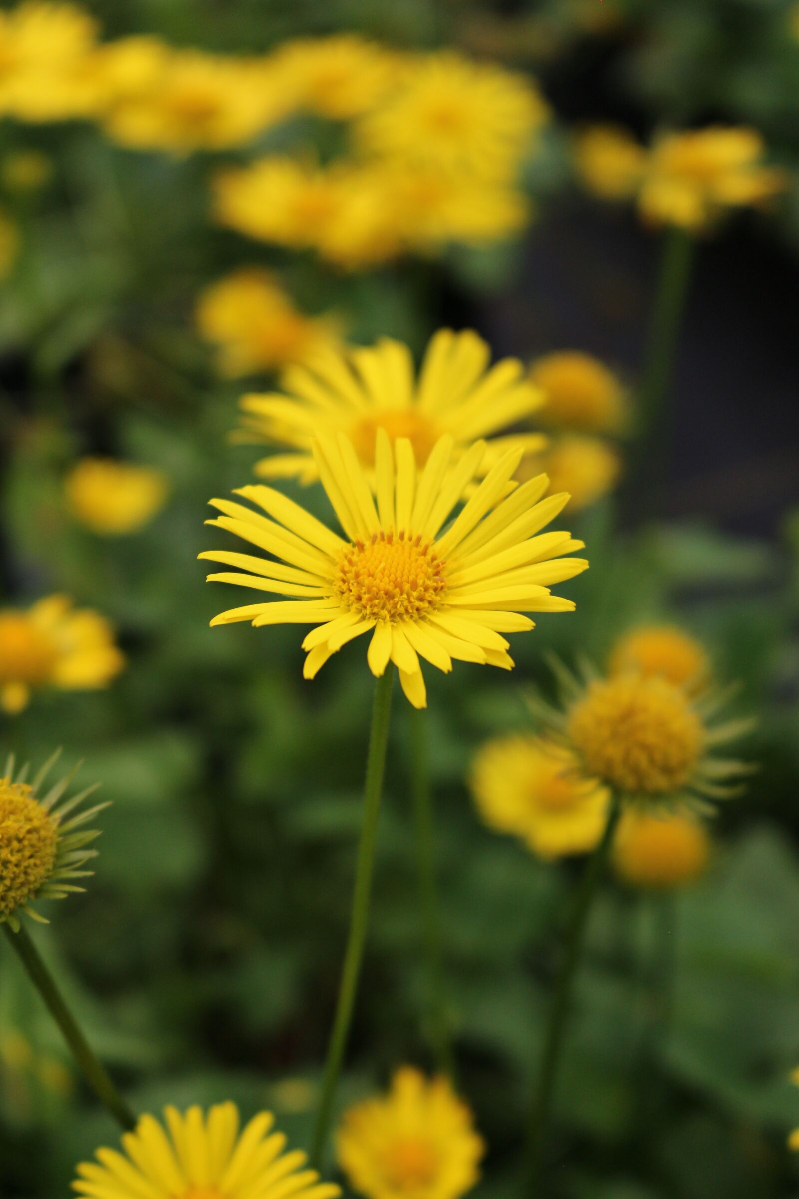 Canon EOS 700D (EOS Rebel T5i / EOS Kiss X7i) sample photo. Perennial, doronicum, spring photography