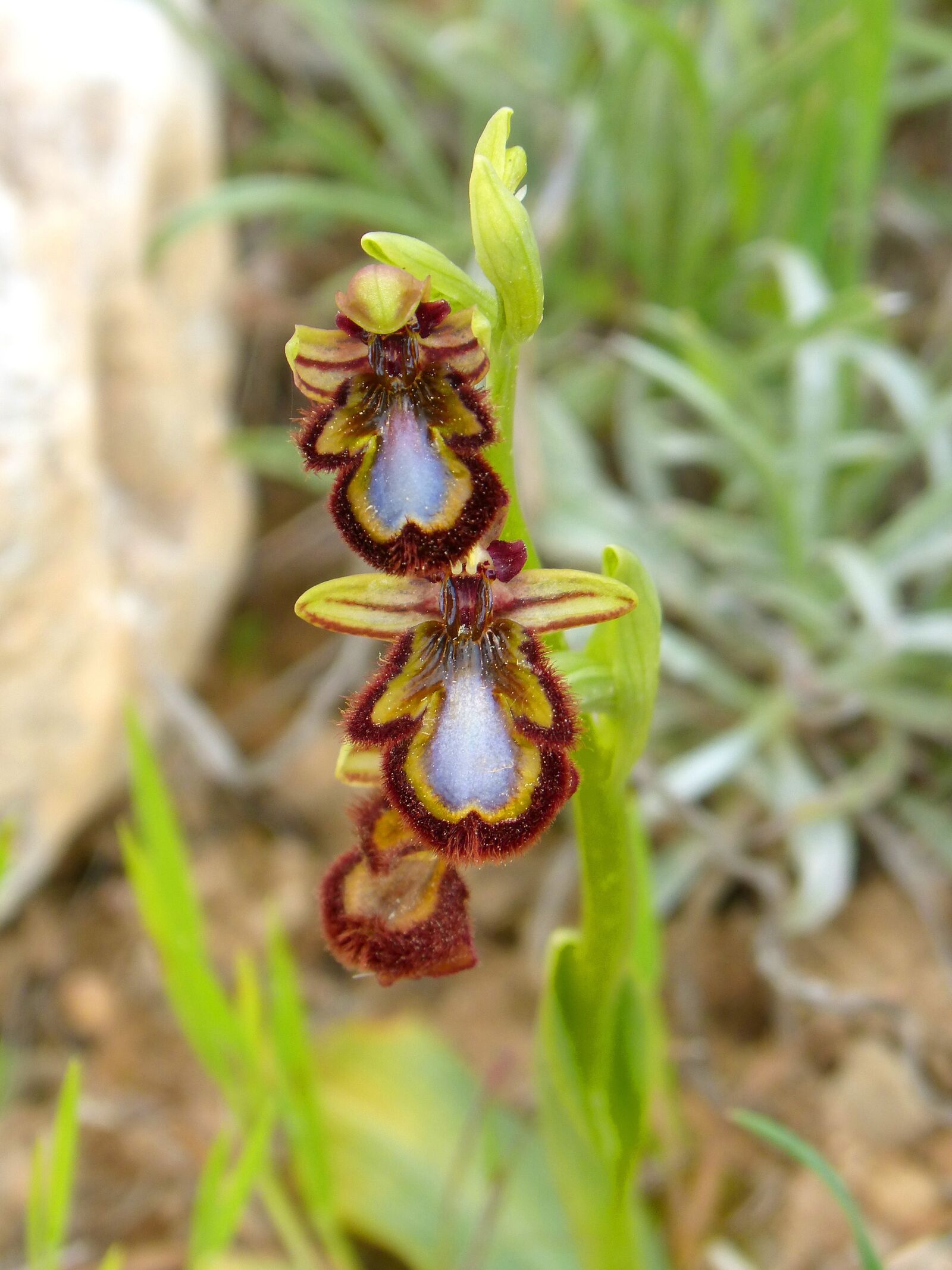 Panasonic DMC-FZ62 sample photo. Ophrys speculum, apiary, abellera photography