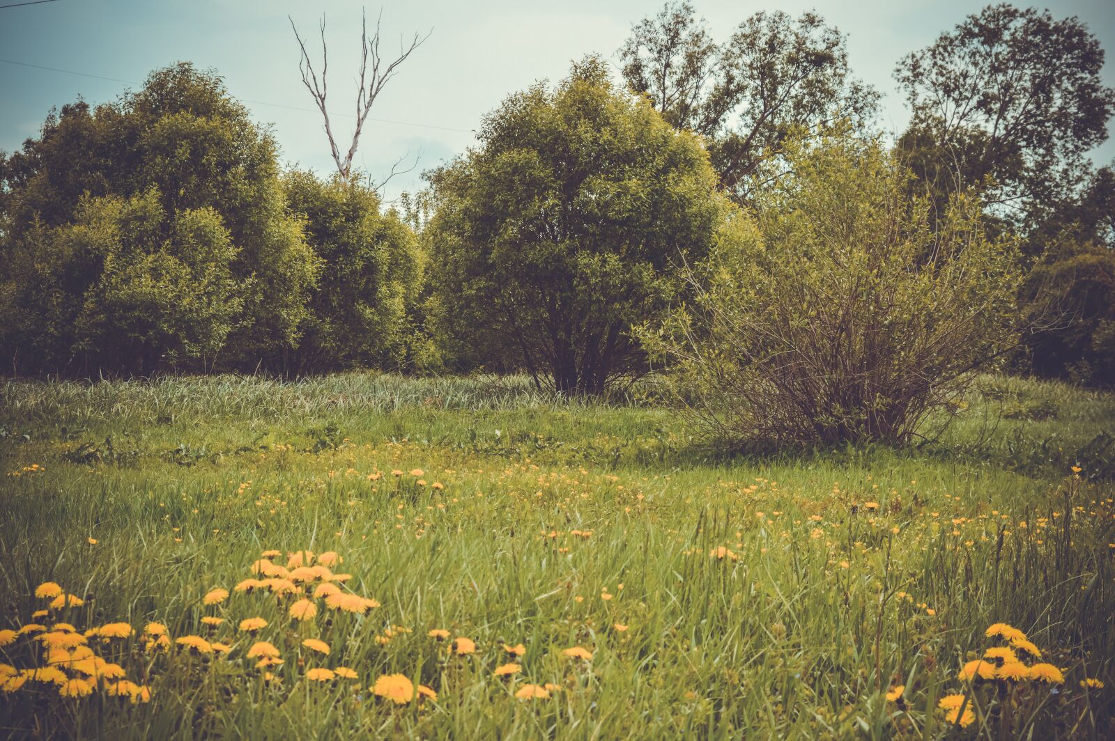 Nikon D3200 sample photo. Field, meadow, forest photography