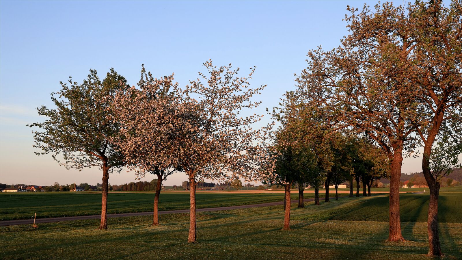 Canon RF 24-105mm F4L IS USM sample photo. Orchard, fruit trees, agriculture photography