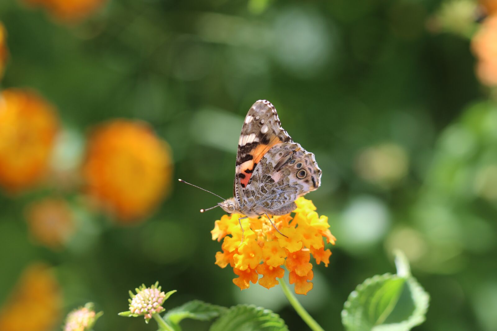Canon EOS 70D + Canon EF 100mm F2.8 Macro USM sample photo. Butterfly, macro, close photography
