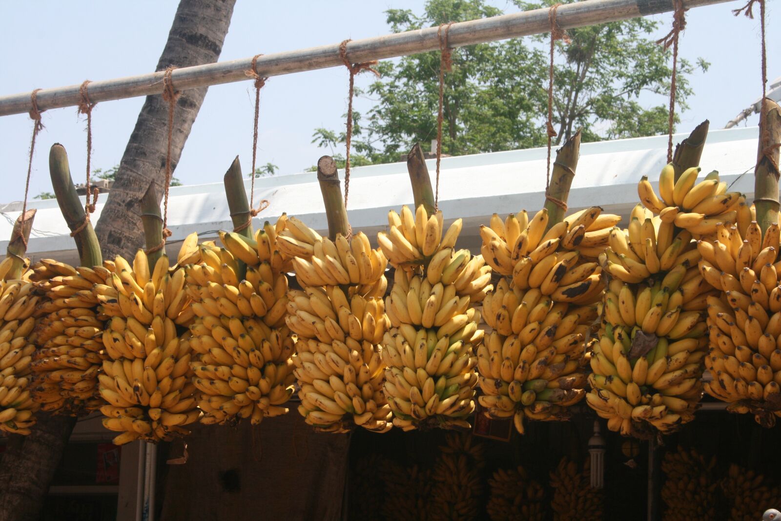Canon EOS 400D (EOS Digital Rebel XTi / EOS Kiss Digital X) sample photo. Banana bunch, indian bananas photography