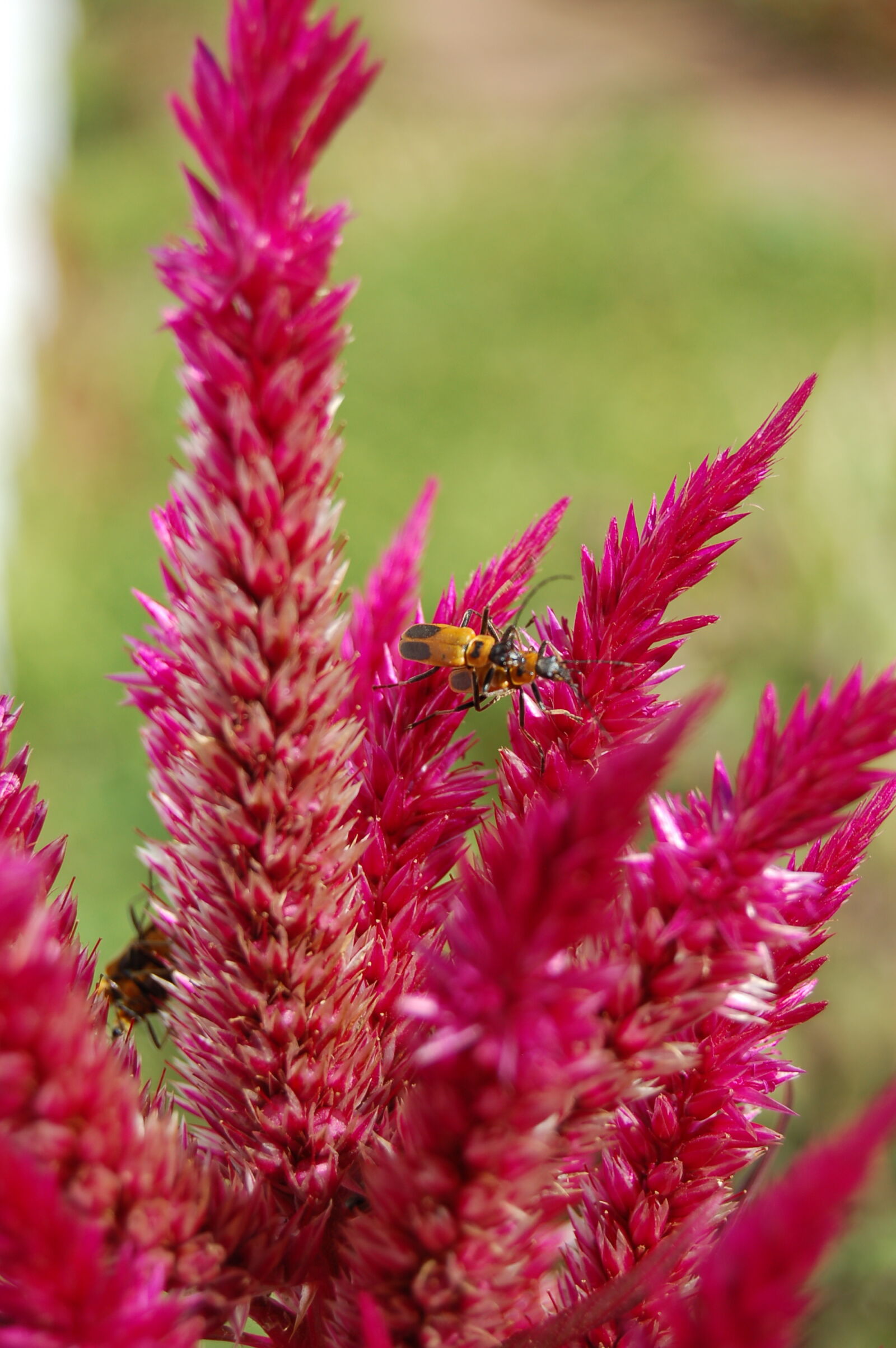 AF-S DX Zoom-Nikkor 18-55mm f/3.5-5.6G ED sample photo. Bees, pink, flower photography