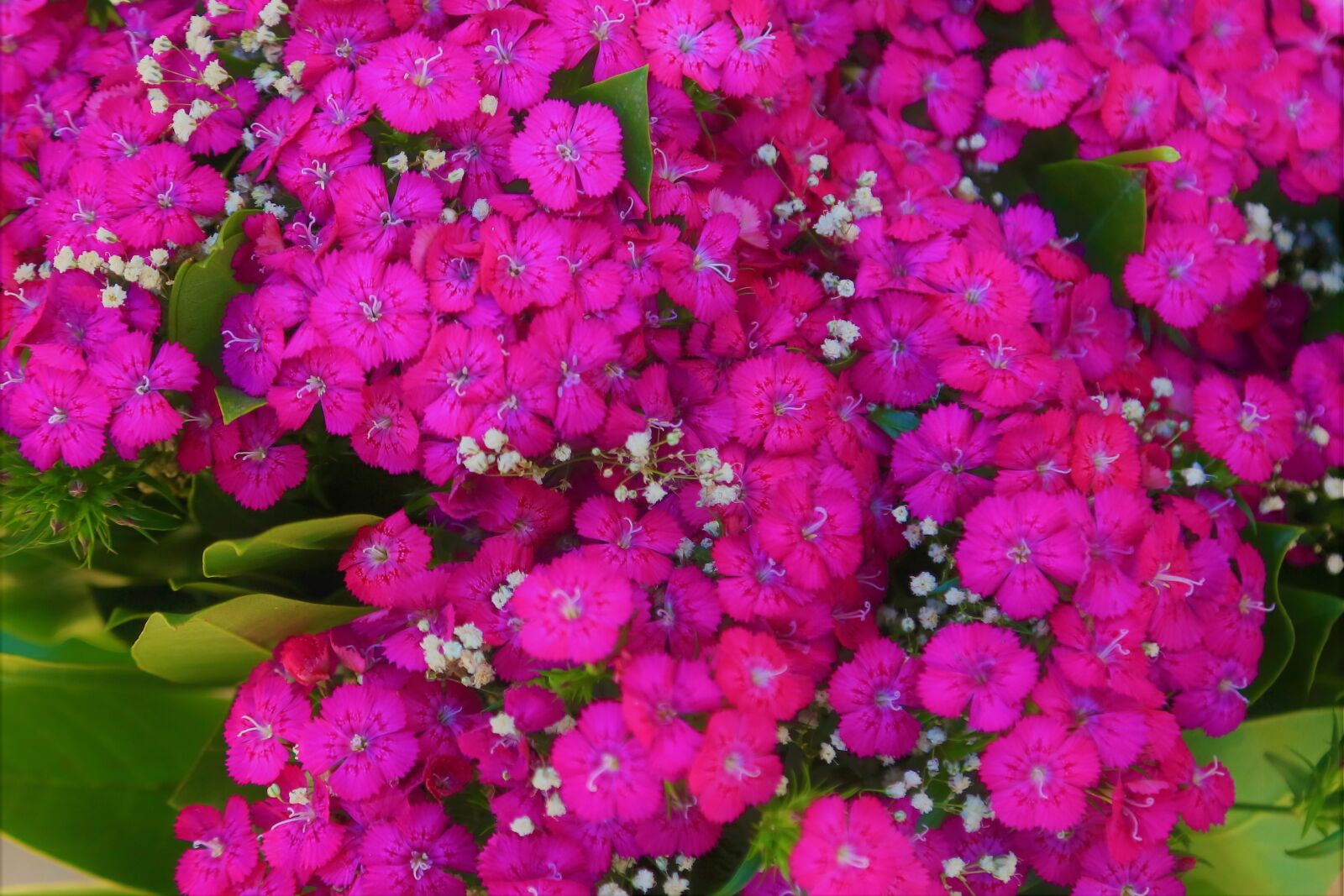 Canon EF 24-105mm F4L IS USM sample photo. Flowers, spring, nature photography