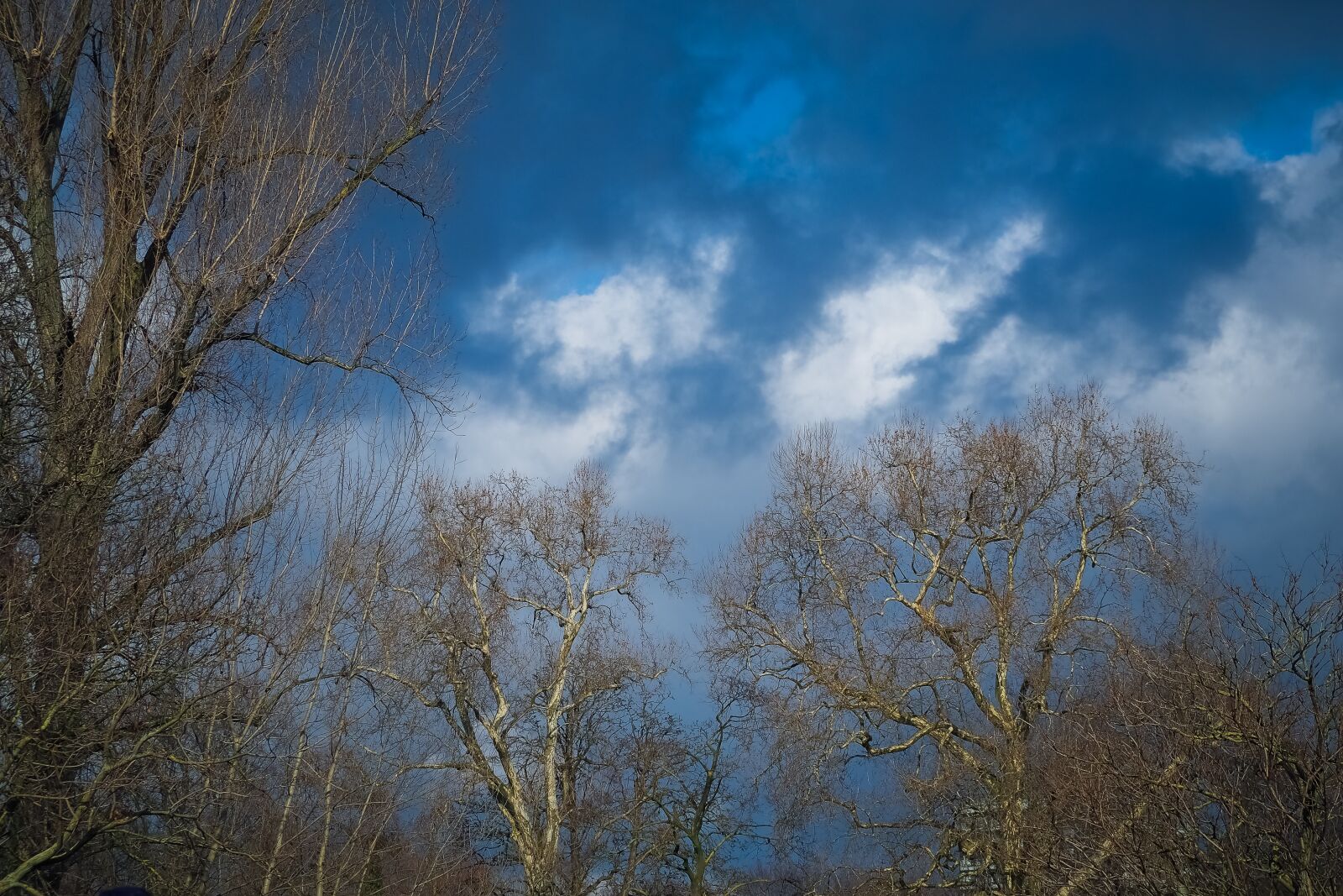 Olympus OM-D E-M10 sample photo. Tree, nature, landscape photography