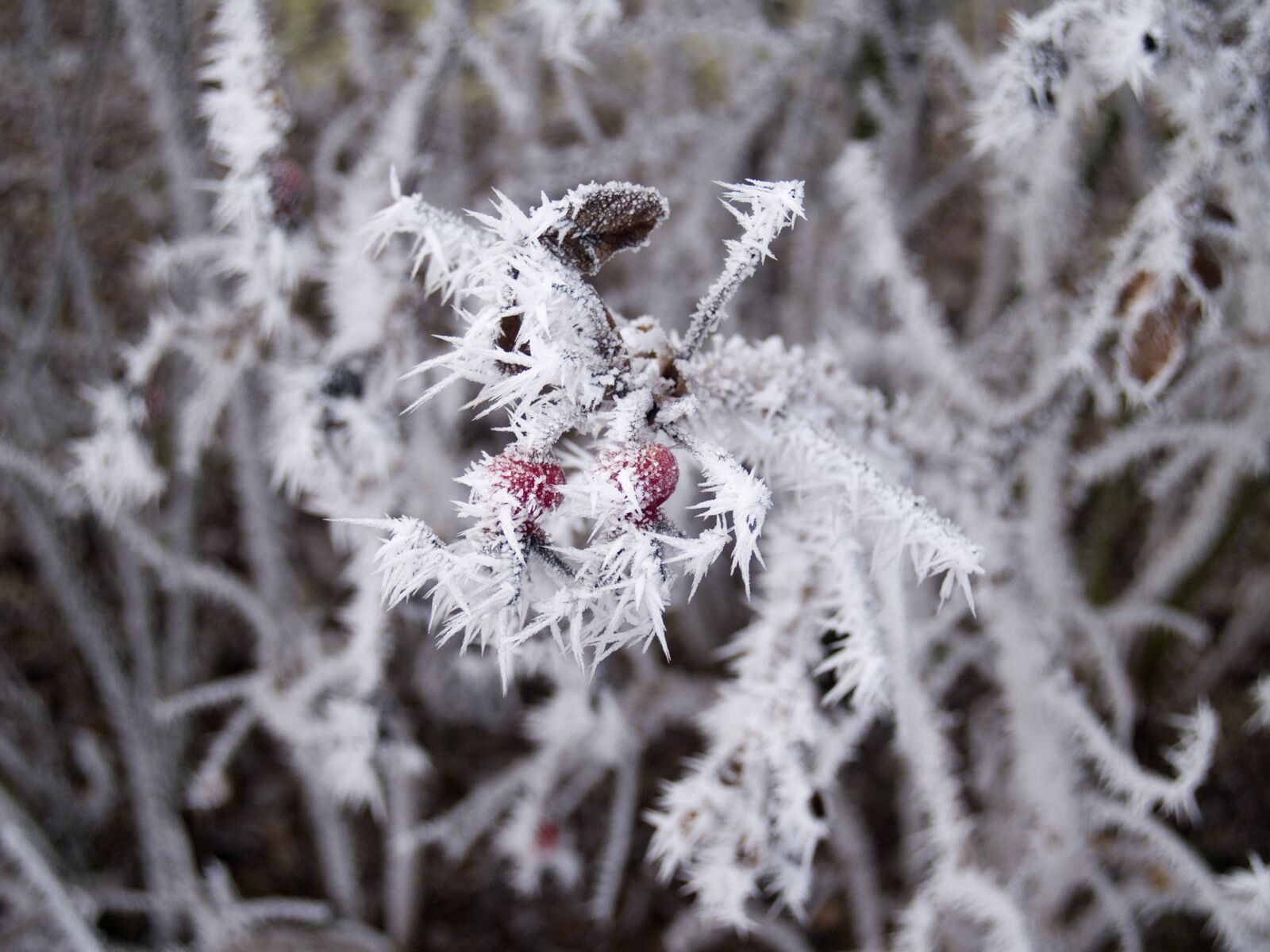 Olympus E-500 (EVOLT E-500) sample photo. Winter, wild rose, hard photography
