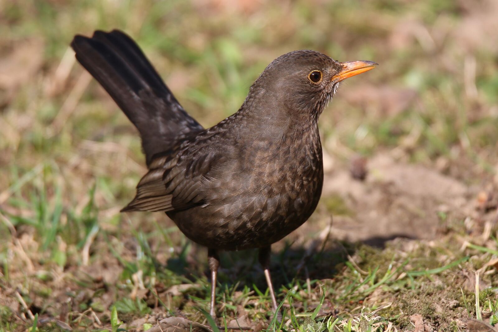 Canon EOS 70D + Tamron SP 150-600mm F5-6.3 Di VC USD sample photo. Blackbird, thrush, black turdus photography