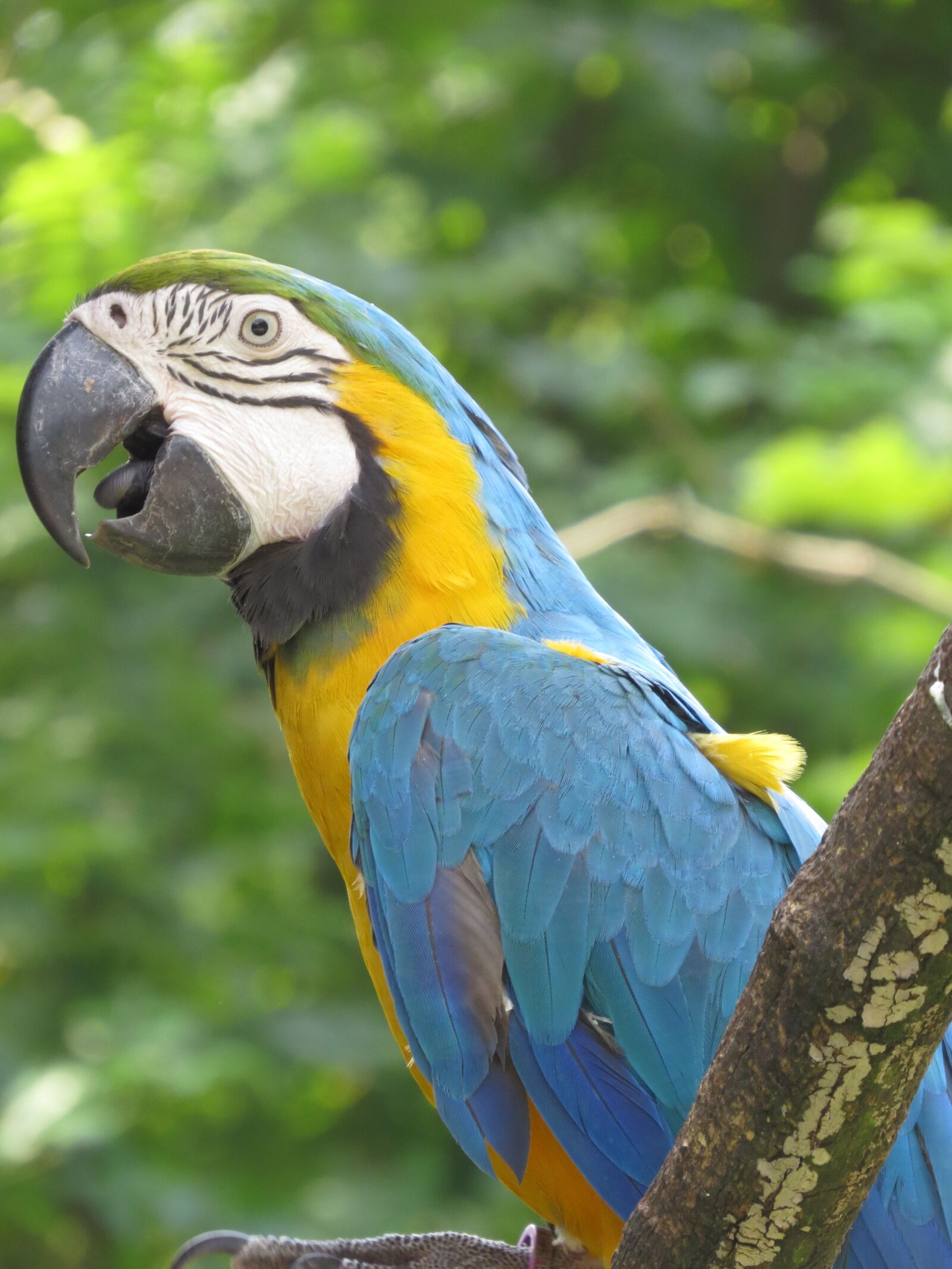Canon PowerShot SX50 HS sample photo. Animals, parrot, bird photography