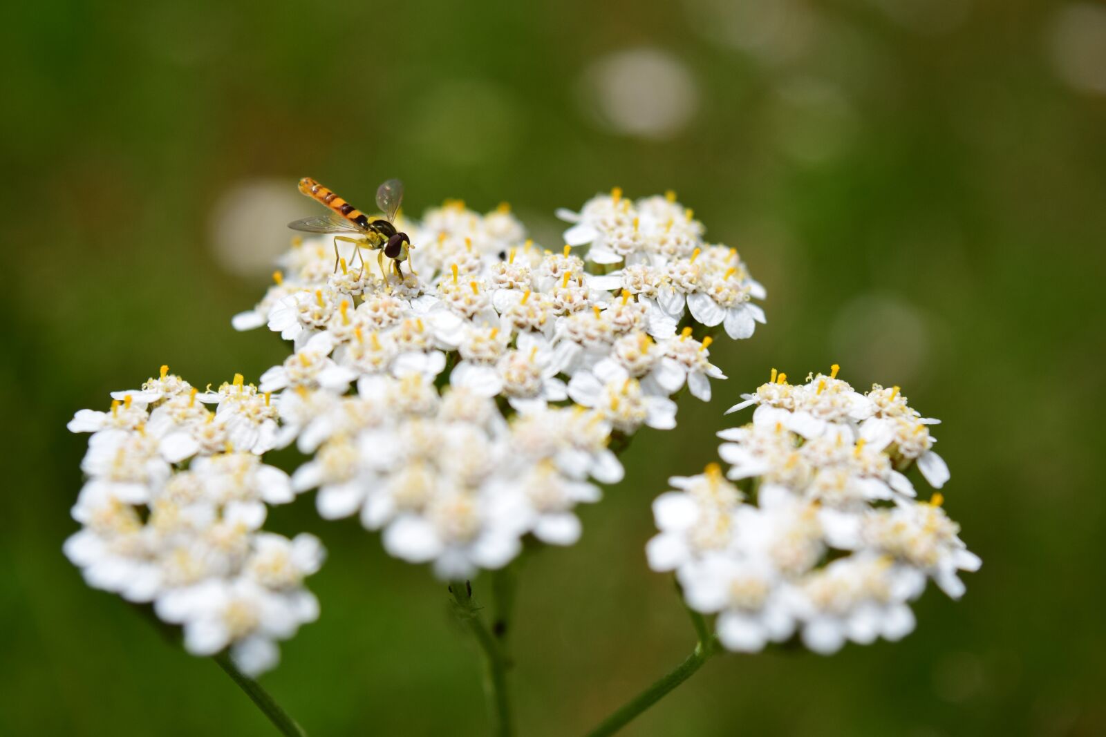 Nikon D3300 sample photo. Yarrow, summer, fly photography