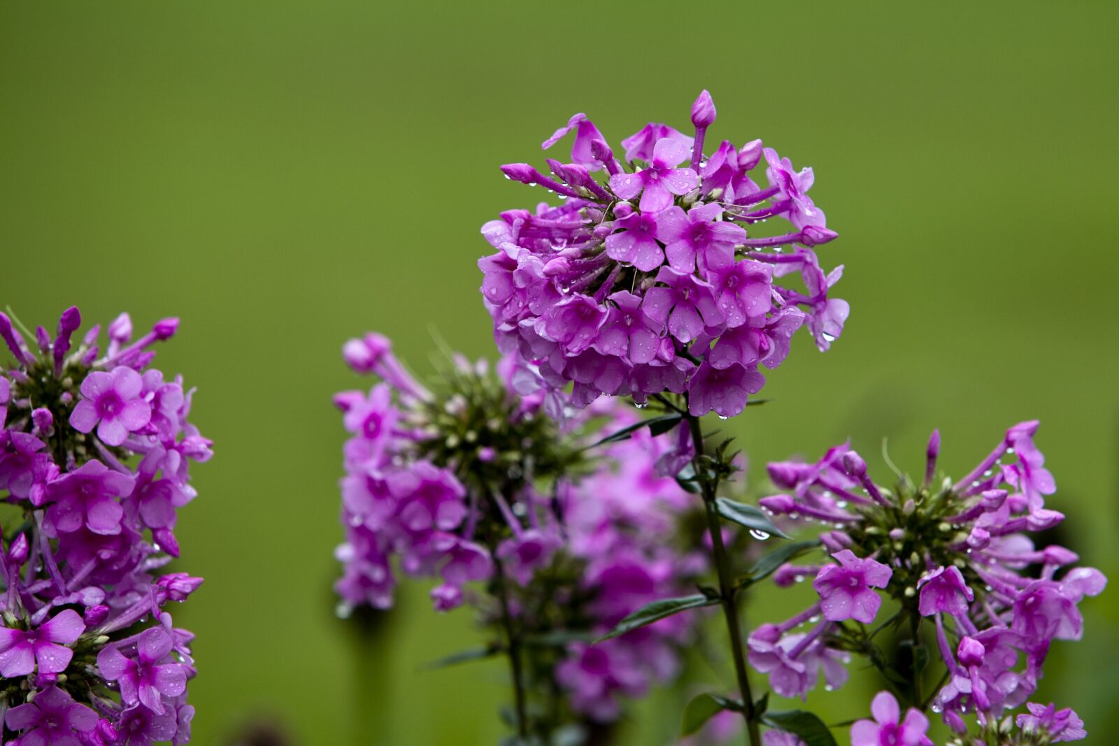 Canon EOS 5D sample photo. Nature, plants, park photography