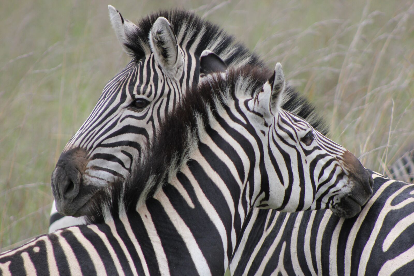 Canon EOS 550D (EOS Rebel T2i / EOS Kiss X4) sample photo. Zebras, love, couple photography