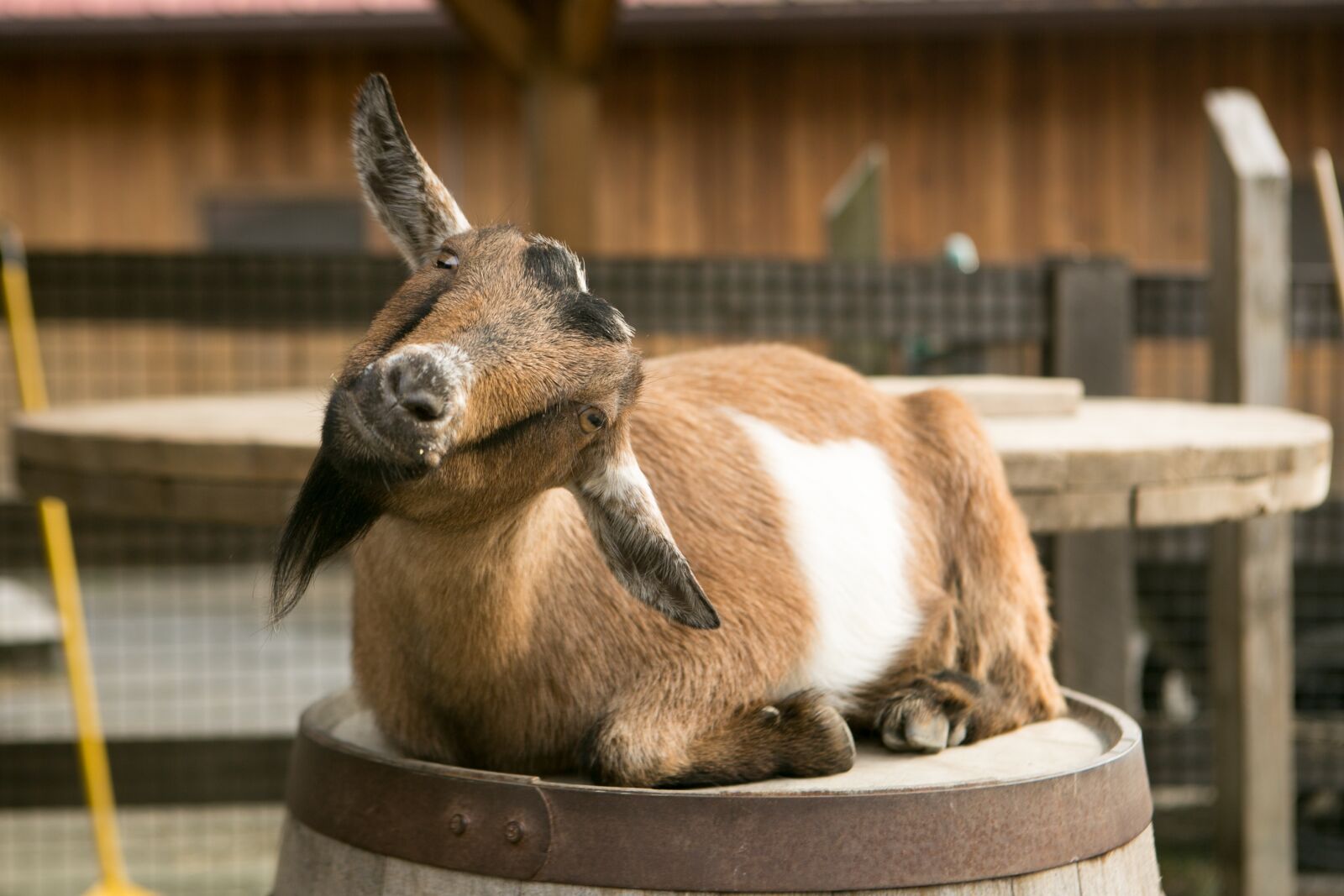 Canon EOS 5D Mark III sample photo. Goat, barrel, zoo photography