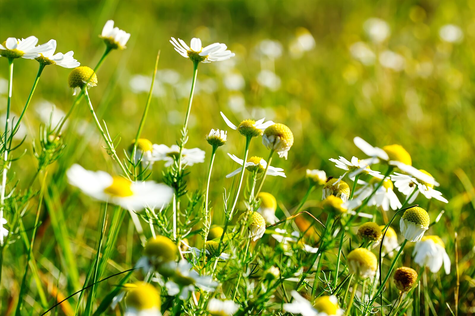 Canon EF-S 60mm F2.8 Macro USM sample photo. Flower meadow, daisies, summer photography
