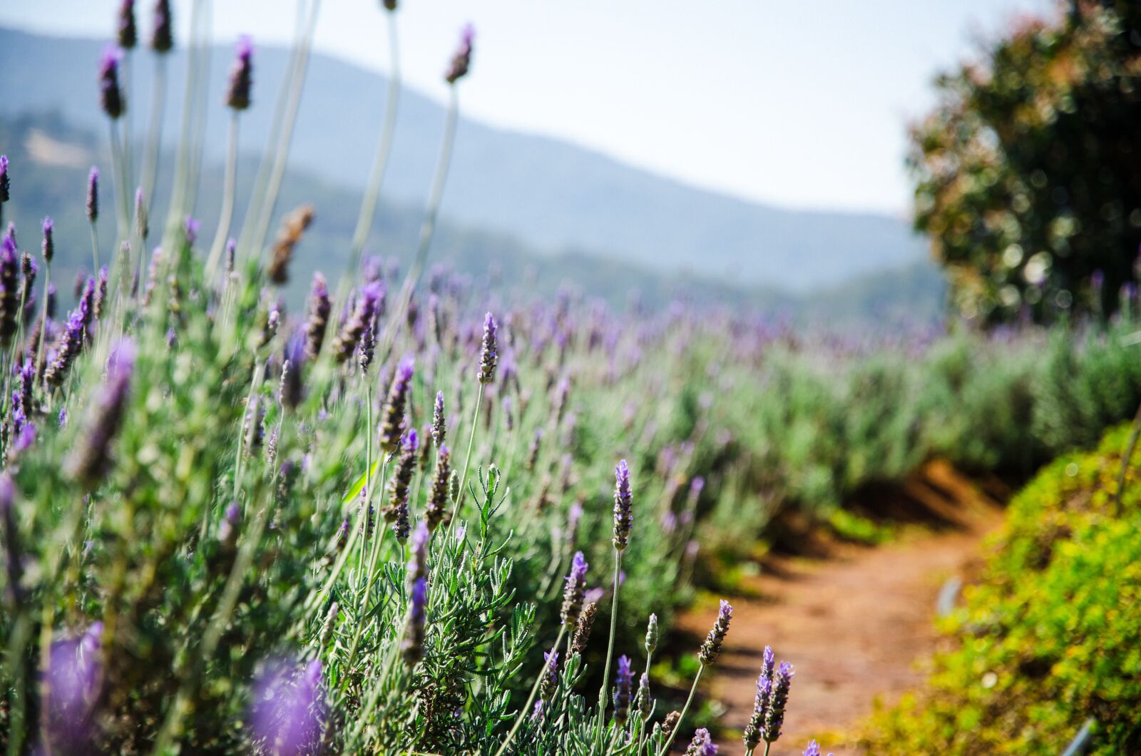 Nikon D7000 sample photo. Lavender, flowers, plantation photography