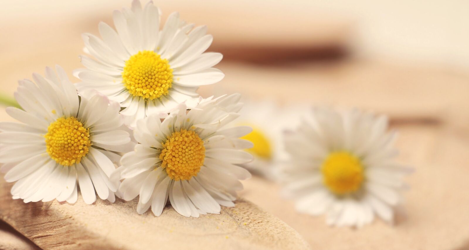 Canon EOS 100D (EOS Rebel SL1 / EOS Kiss X7) sample photo. Daisy, thank you, romantic photography