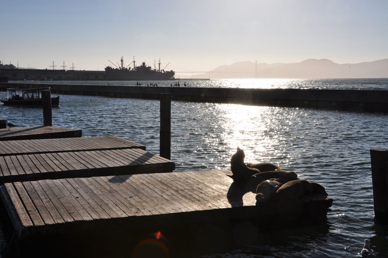 Nikon D5000 sample photo. Sea lion, golden gate photography