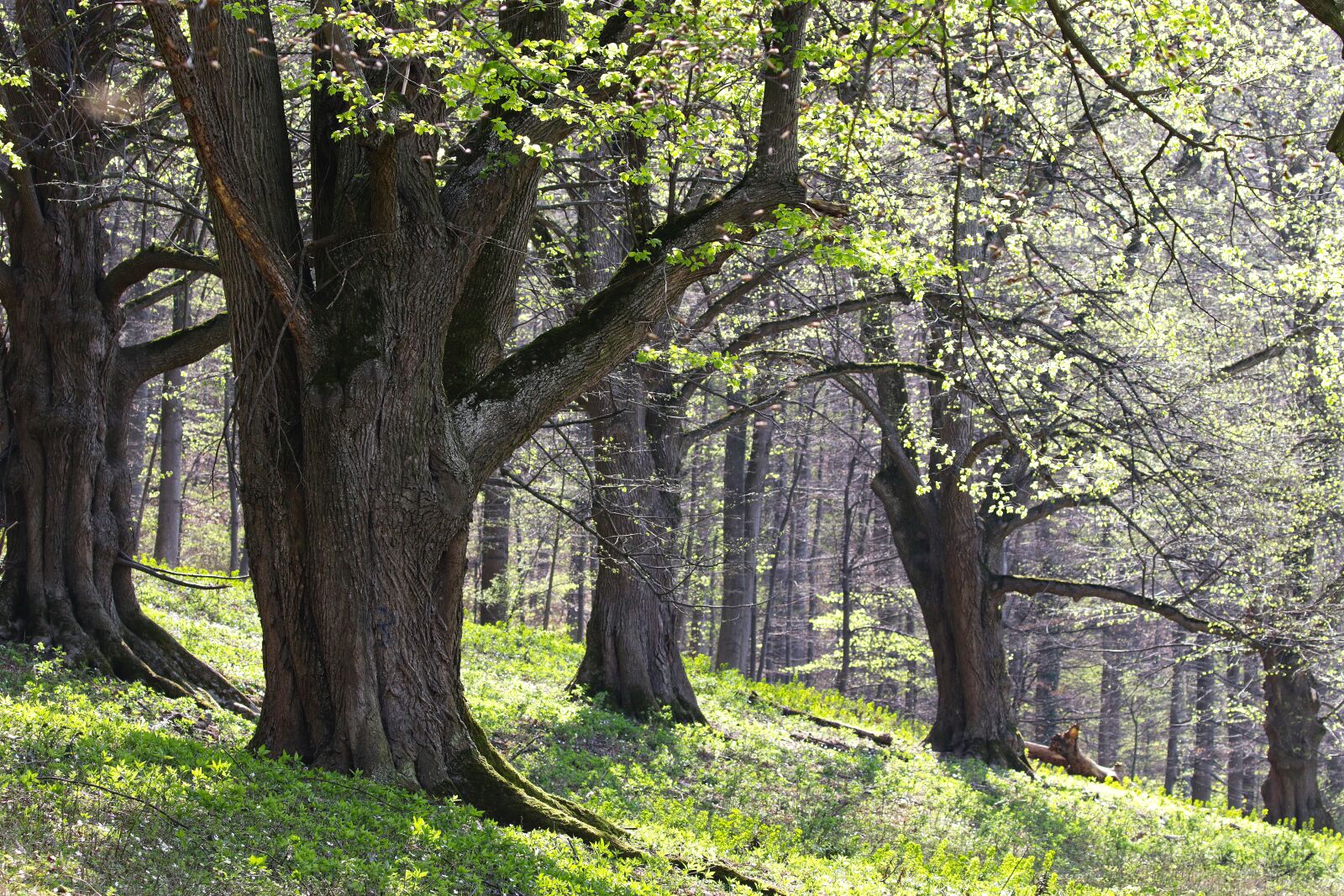 Canon EOS 7D Mark II sample photo. Spring, old trees, tree photography