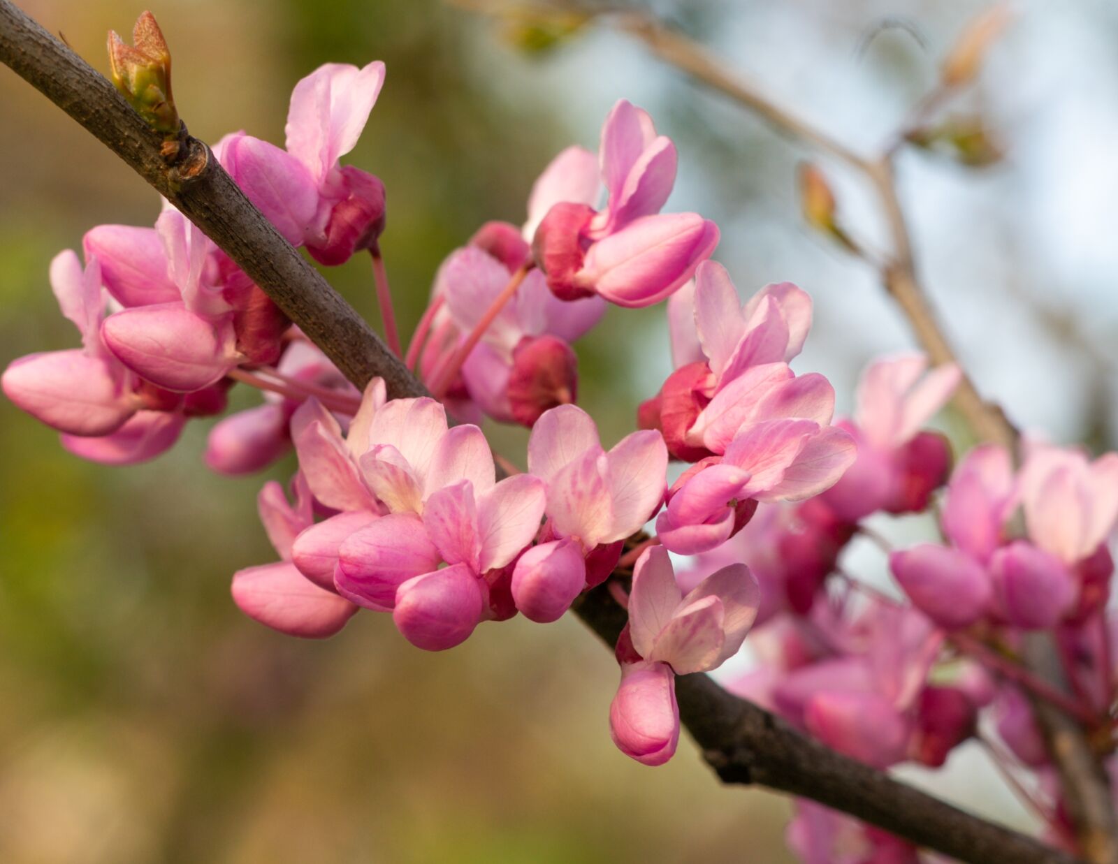 Sony a7 II + Sony FE 50mm F1.8 sample photo. Life, nature, flowers photography
