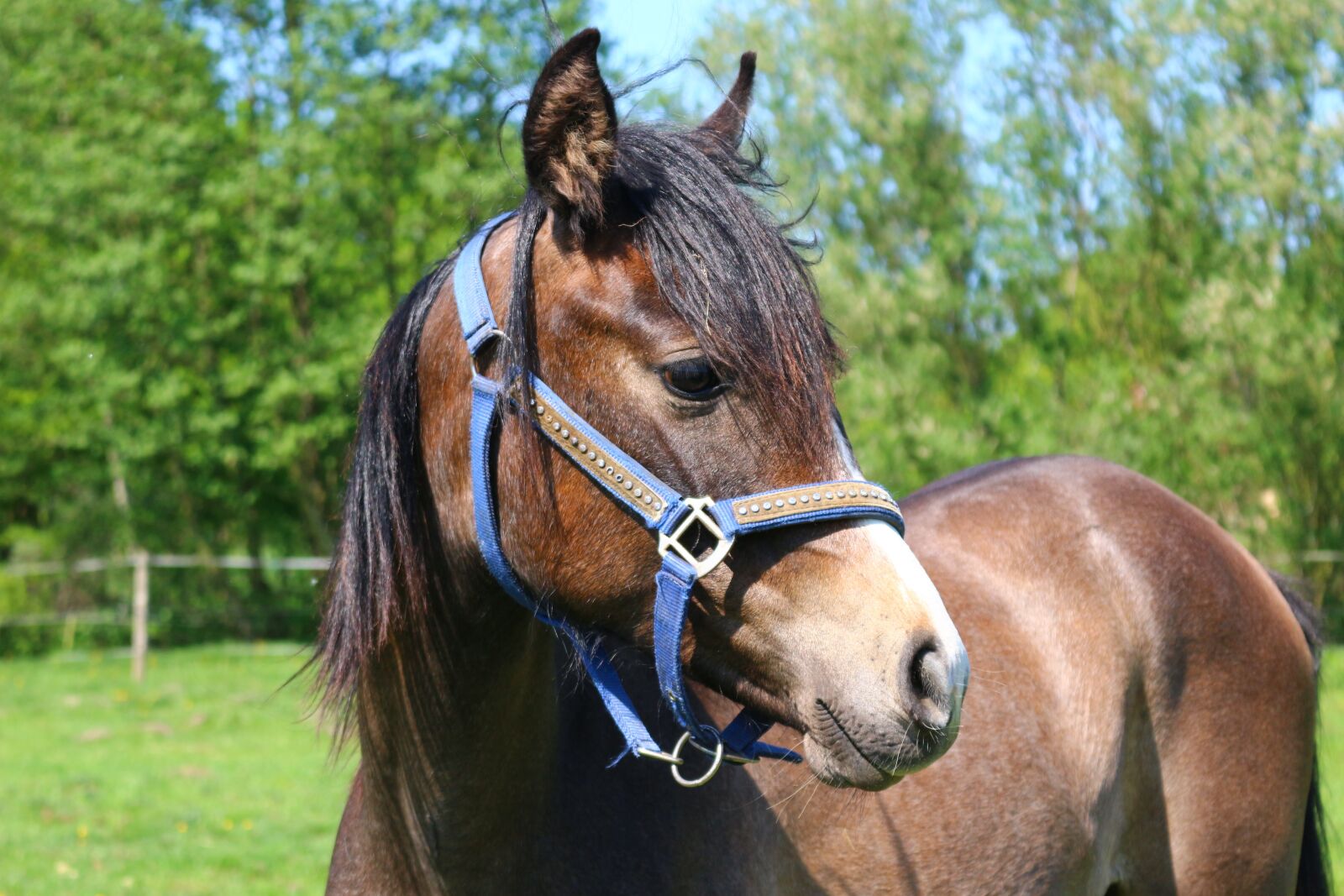 Canon EOS 100D (EOS Rebel SL1 / EOS Kiss X7) sample photo. Horse, horse head, brown photography