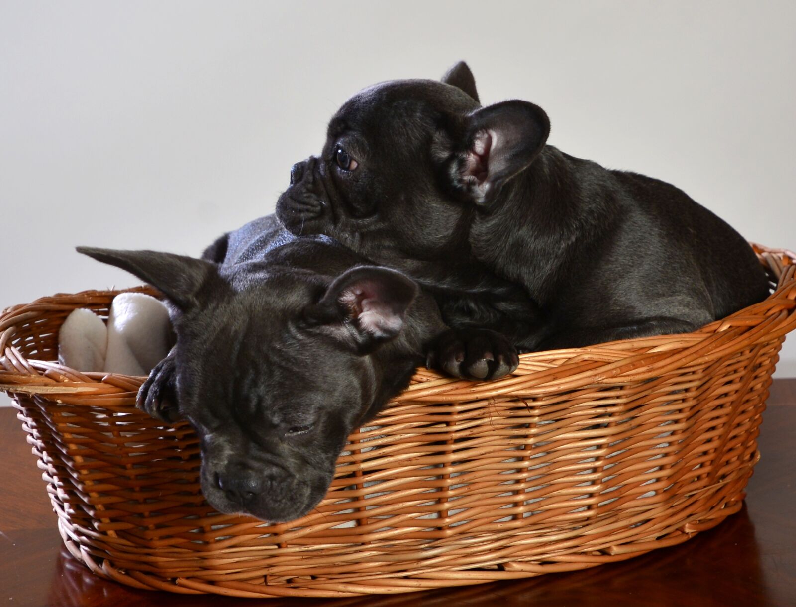 Nikon D600 sample photo. French bulldog, dog, animal photography