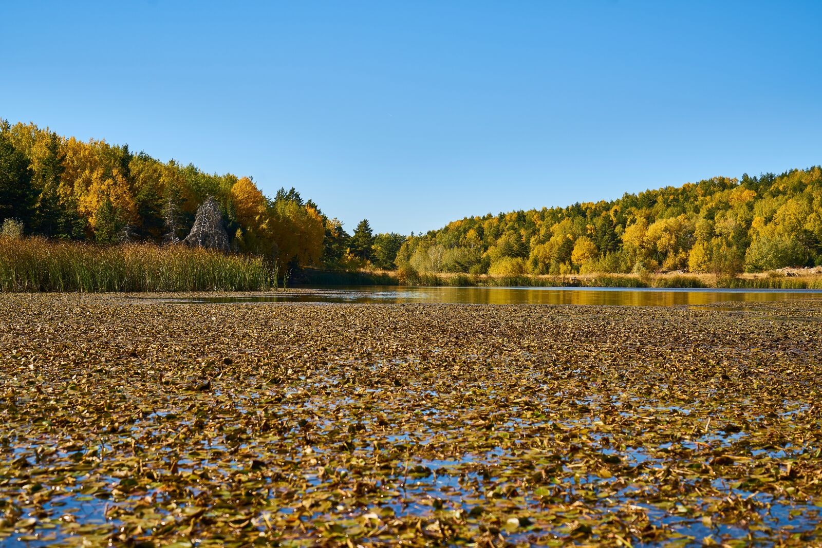Sony a7R II sample photo. Mountains, trees, autumn photography