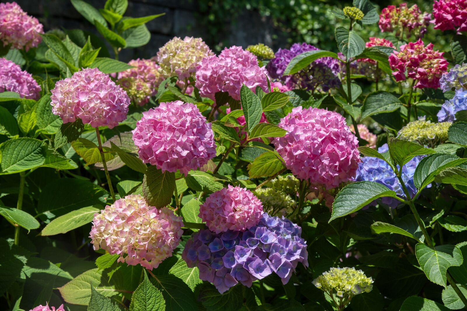 Nikon D750 sample photo. Hydrangeas, hydrangea, hydrangeaceae photography