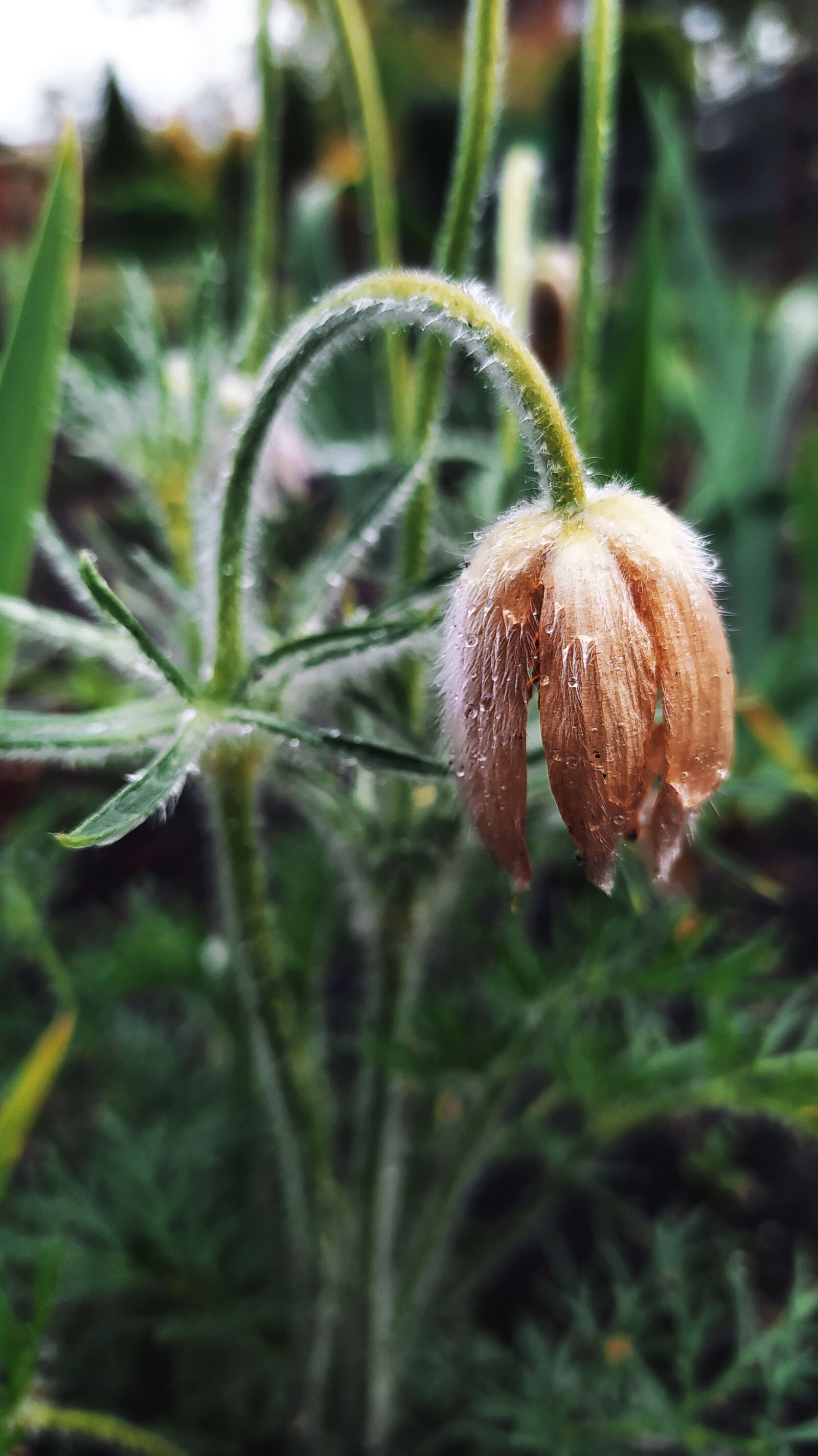 Xiaomi Redmi Note 8T sample photo. Flower, nature, rosa photography