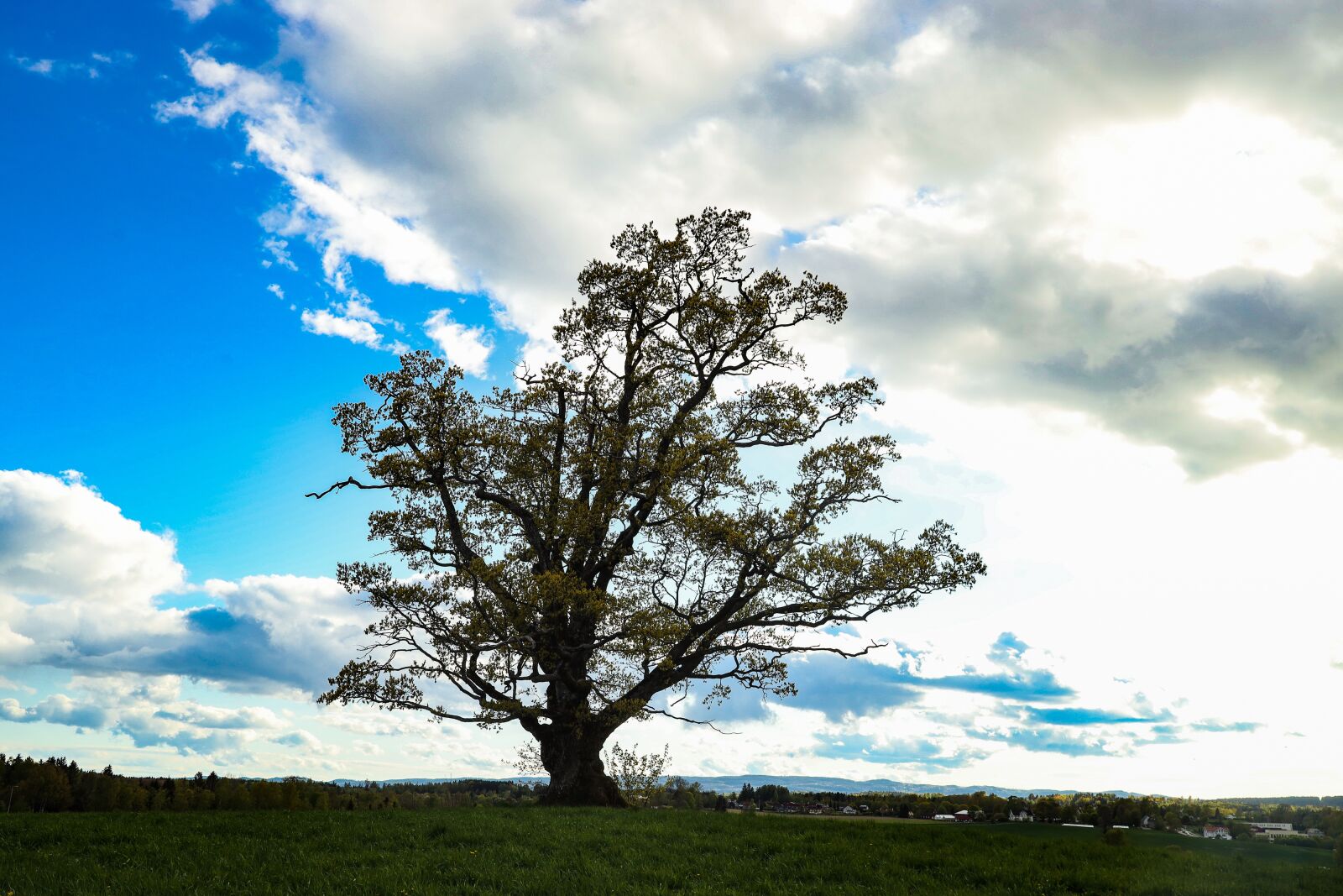Canon EOS R sample photo. Oak, tree, nature photography