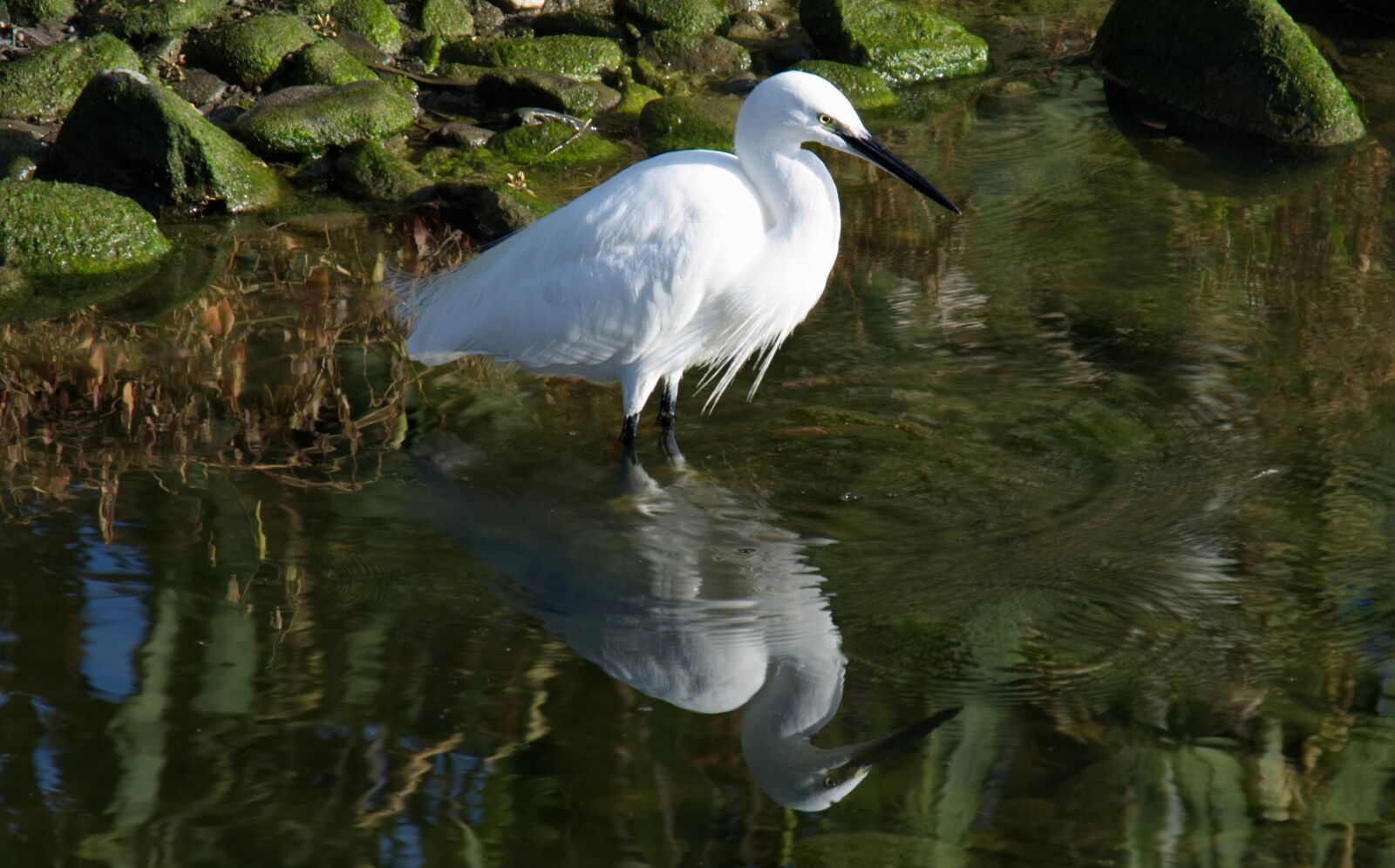 Fujifilm X-A2 + Fujifilm XC 50-230mm F4.5-6.7 OIS II sample photo. Bird, heron, animal photography