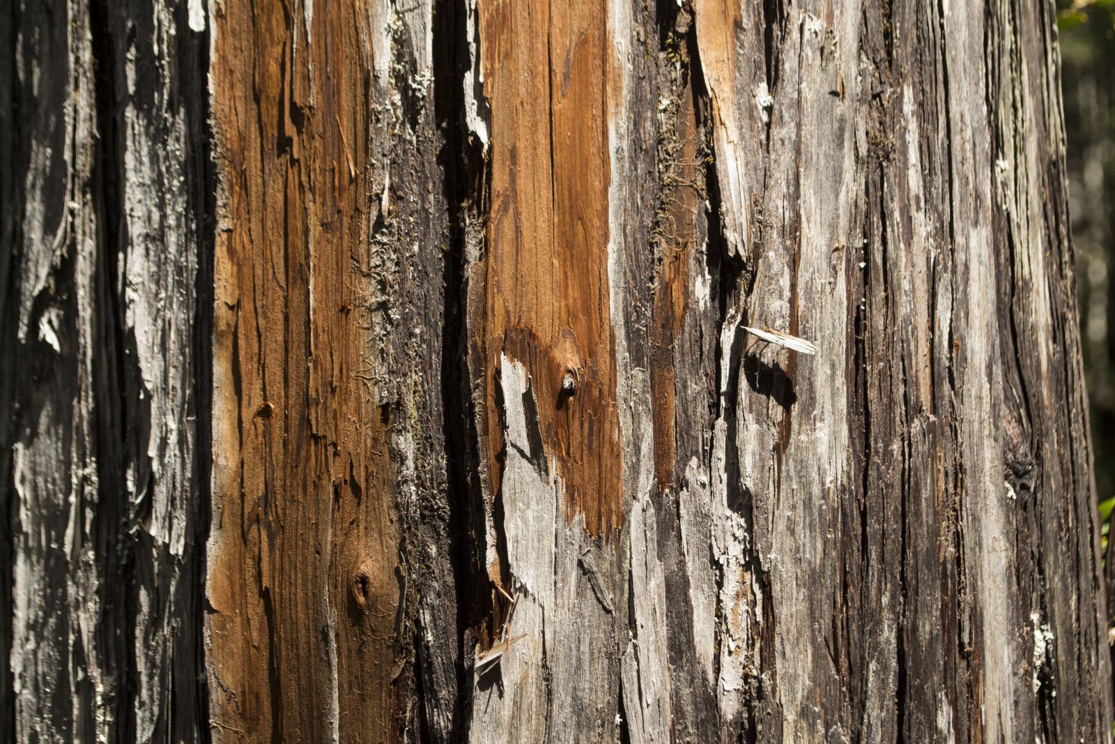 Nikon D3100 sample photo. Larch, wood, texture photography