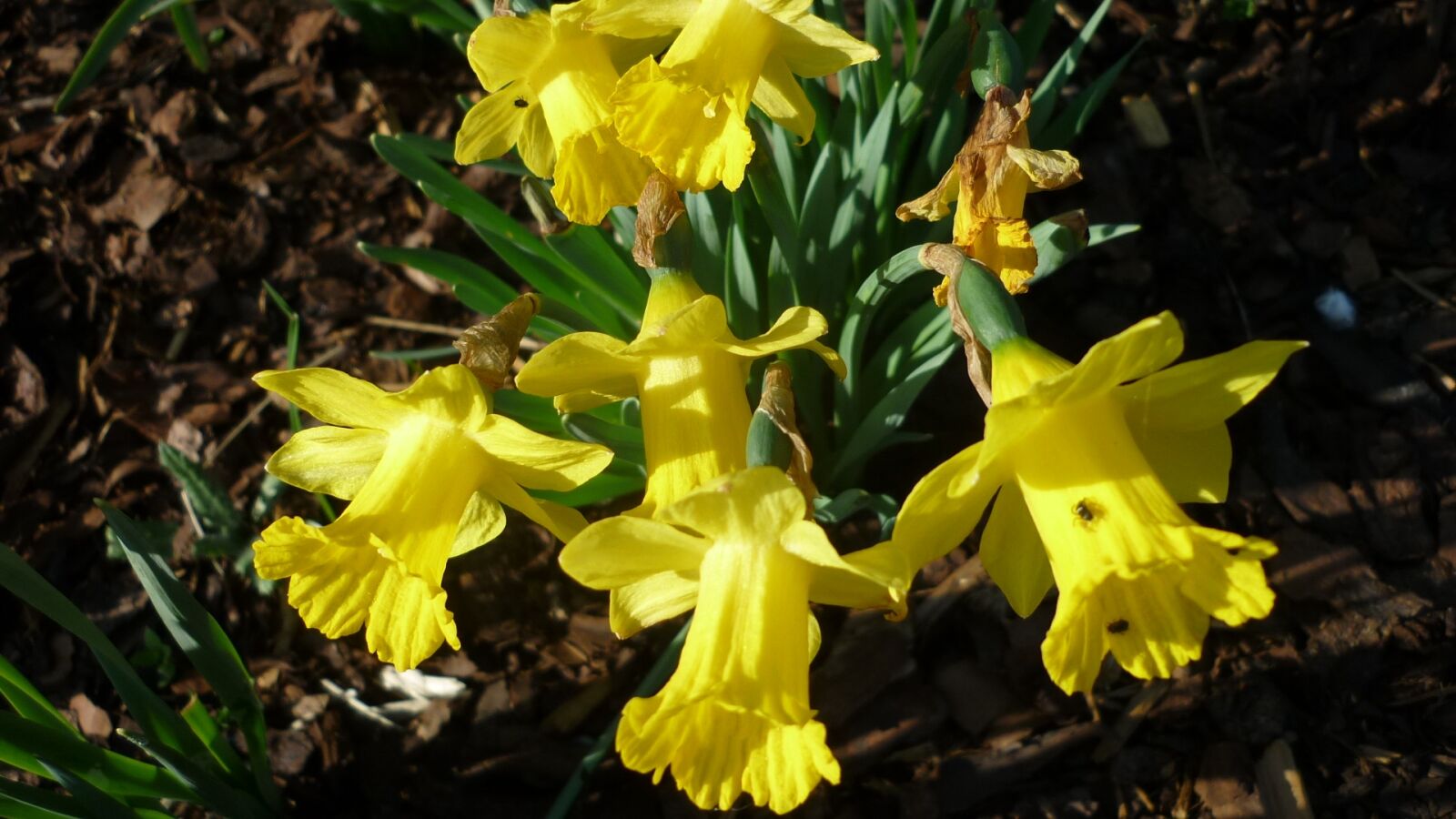 Panasonic Lumix DMC-FS6 sample photo. Osterglocken, spring flower, yellow photography