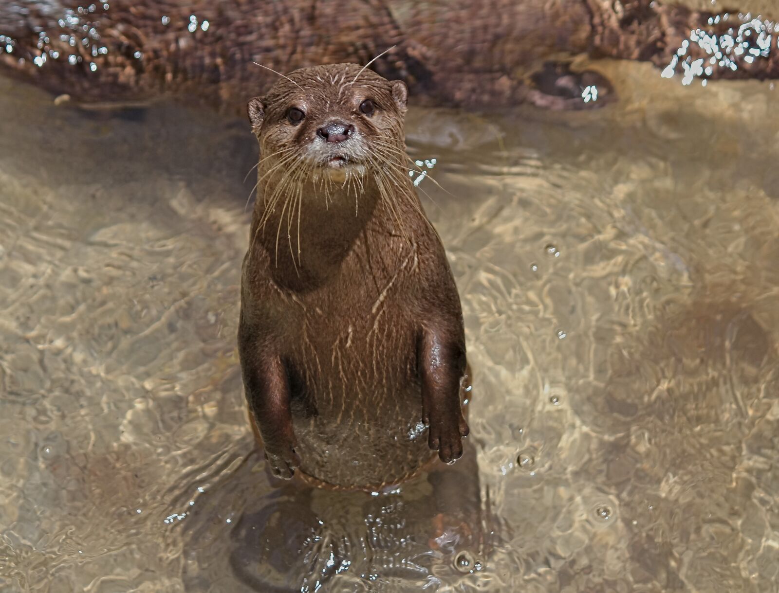 Canon EOS 550D (EOS Rebel T2i / EOS Kiss X4) sample photo. Otter, small, asian photography